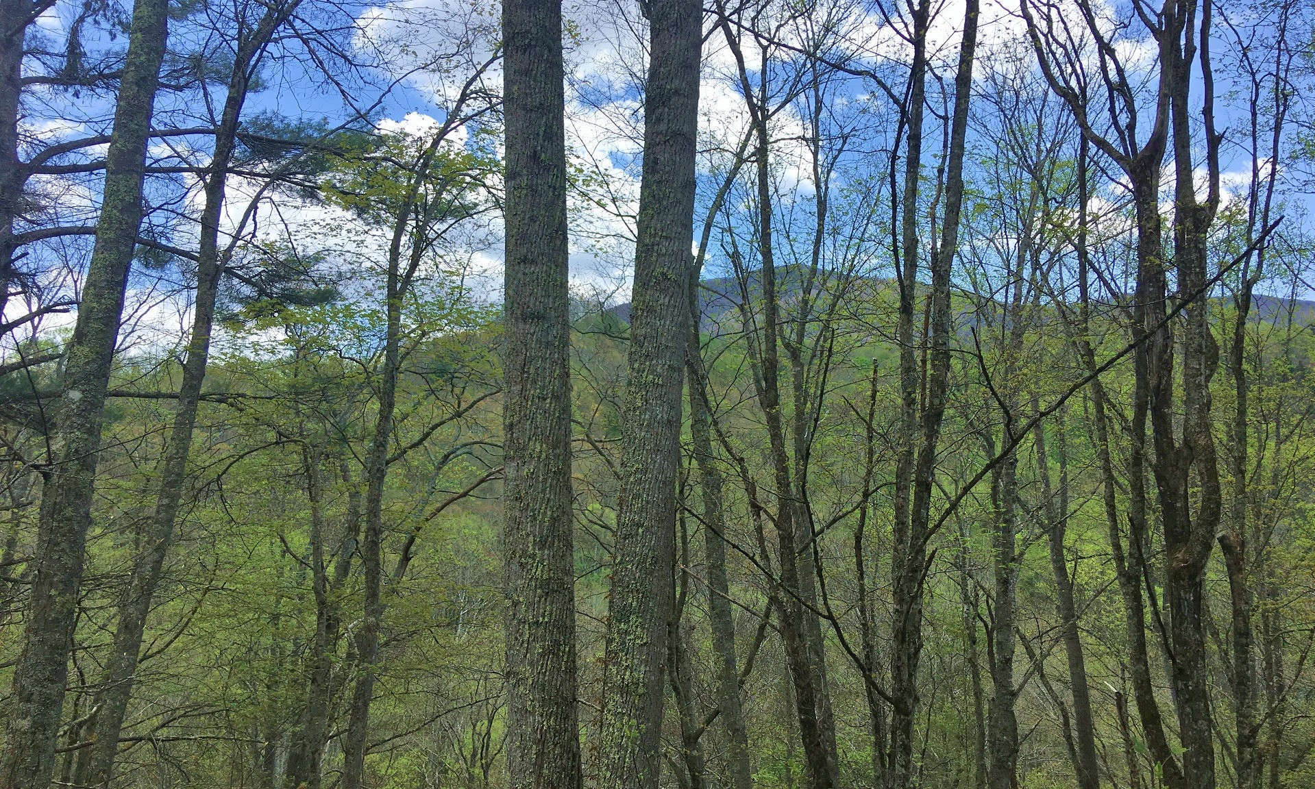 A private little paradise for your NC Mountain retreat cabin located in the Creston area of Ashe County.