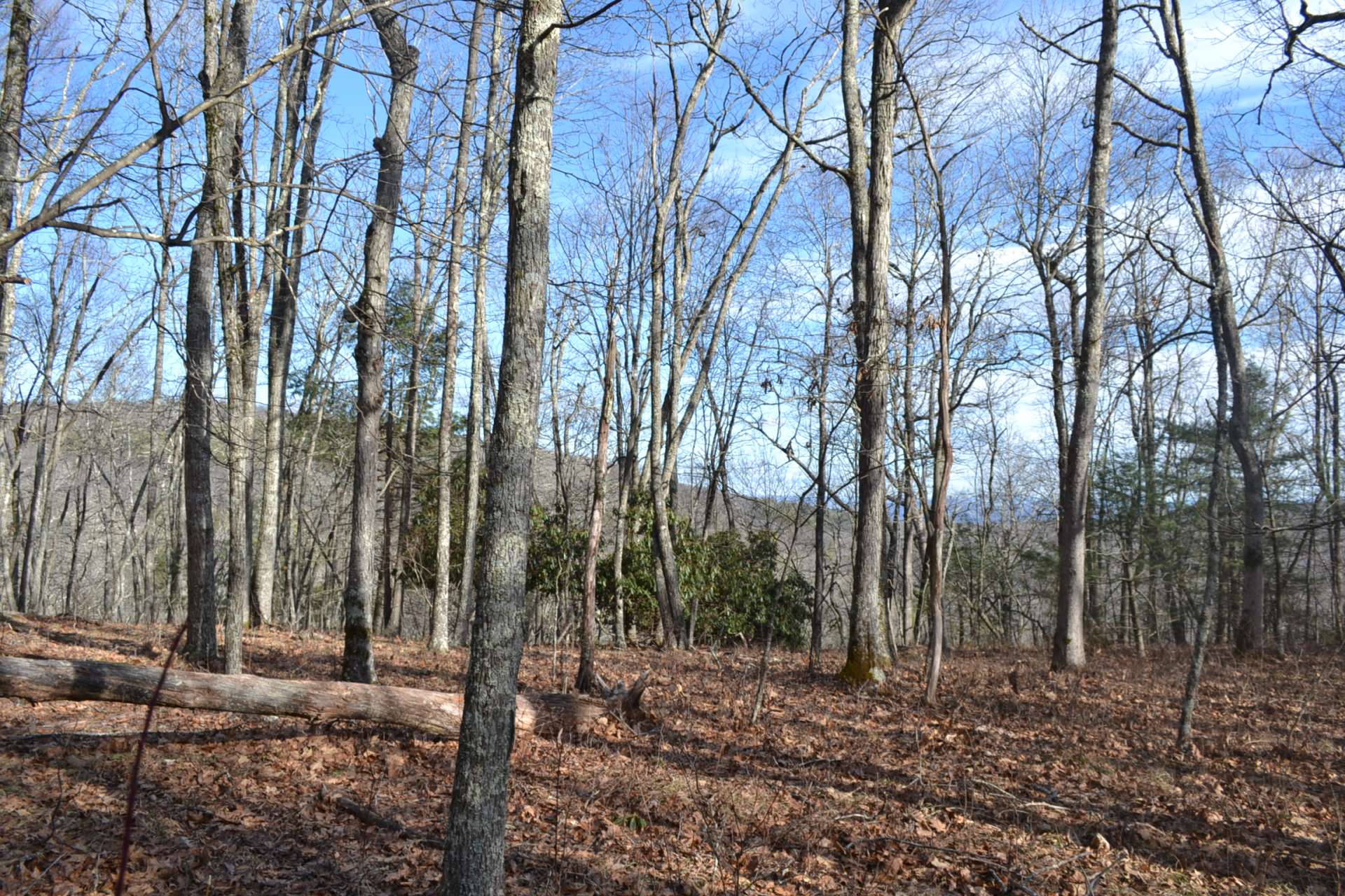Several potential building sites with views.
