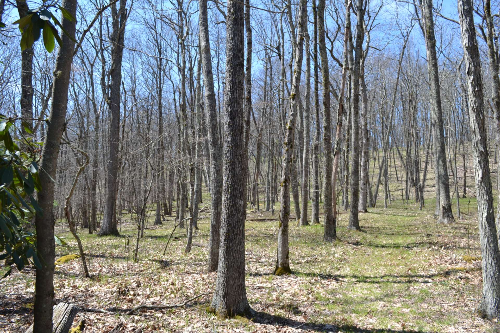 The land lays well with minimal undergrowth.