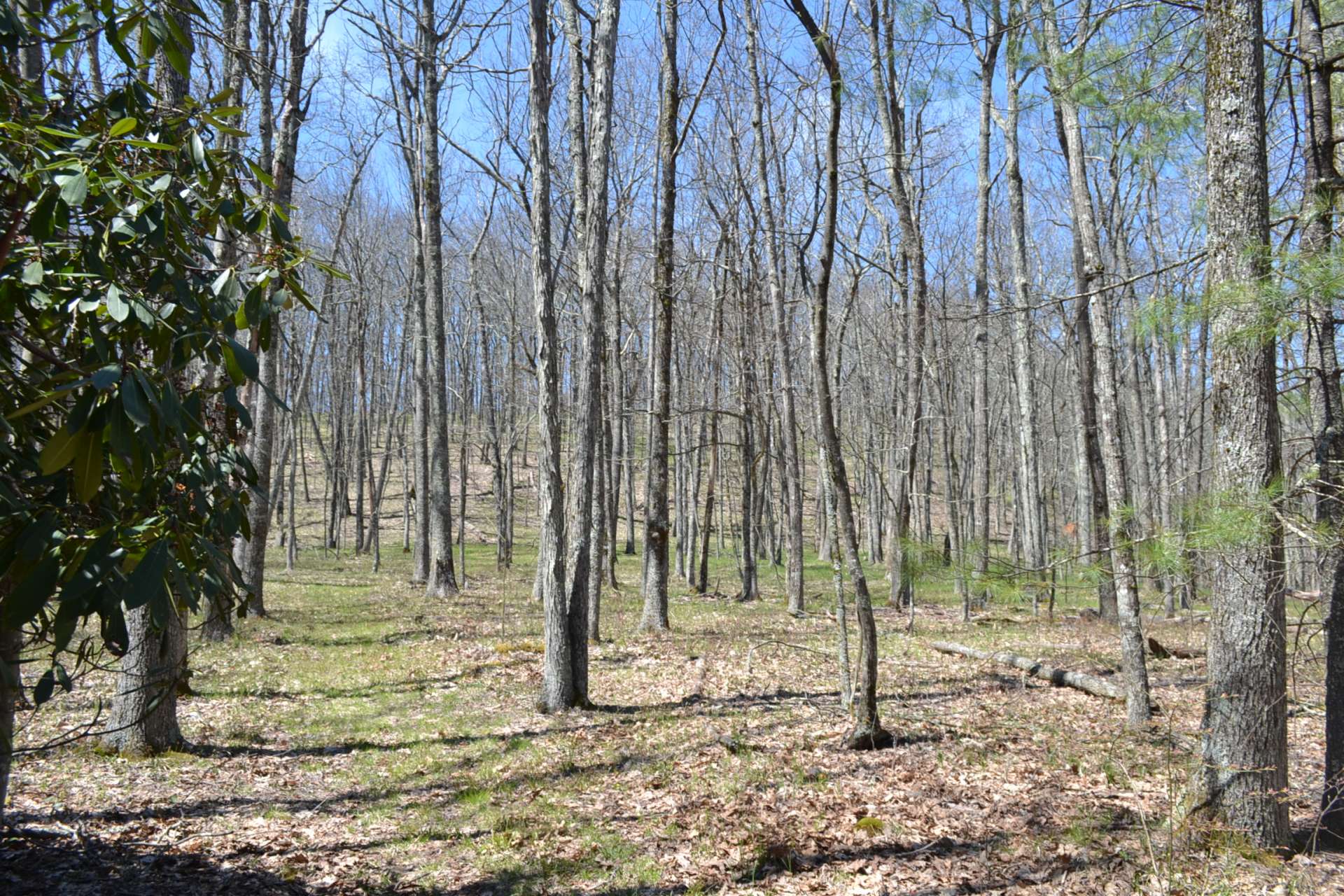 With several potential building sites available you can stay in the cabin while constructing your dream mountain home, or simply improve the existing cabin.