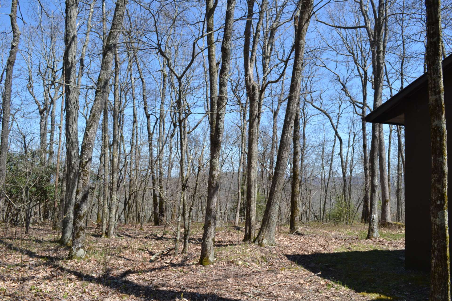 The trees are yours so you can leave them or remove to open the view.