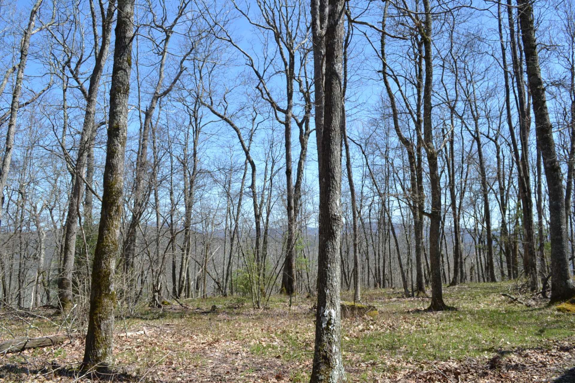 Priced below tax value. Furnished. Includes generator. Cabin constructed without permits. No permit for septic system. No Electricity. Call for additional information on listing O117.