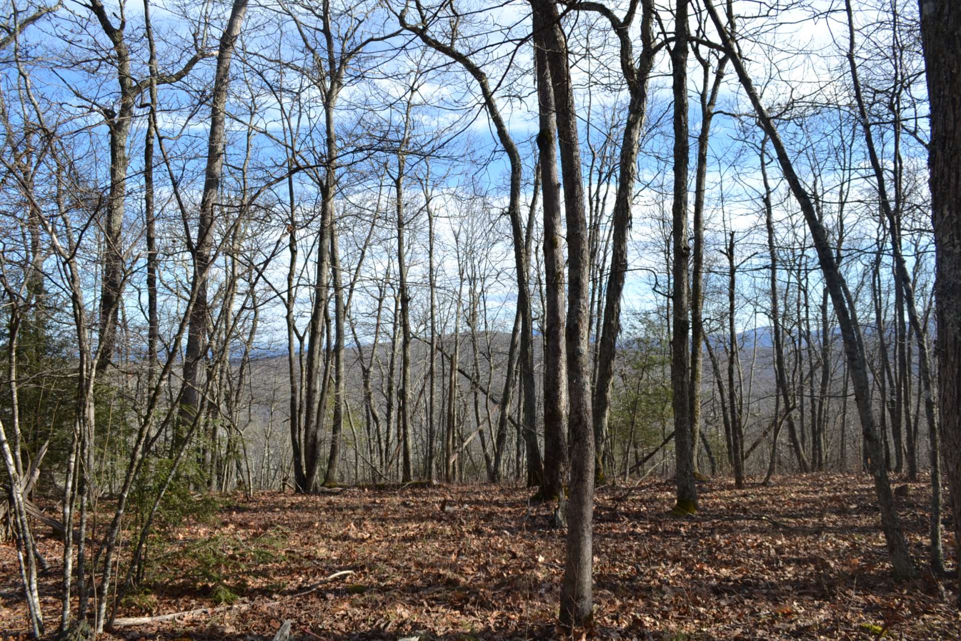 Spectacular seasonal views, High elevation (4200 ft.),abundant wildlife, modest cabin, and thousands of acres to hike or hunt.