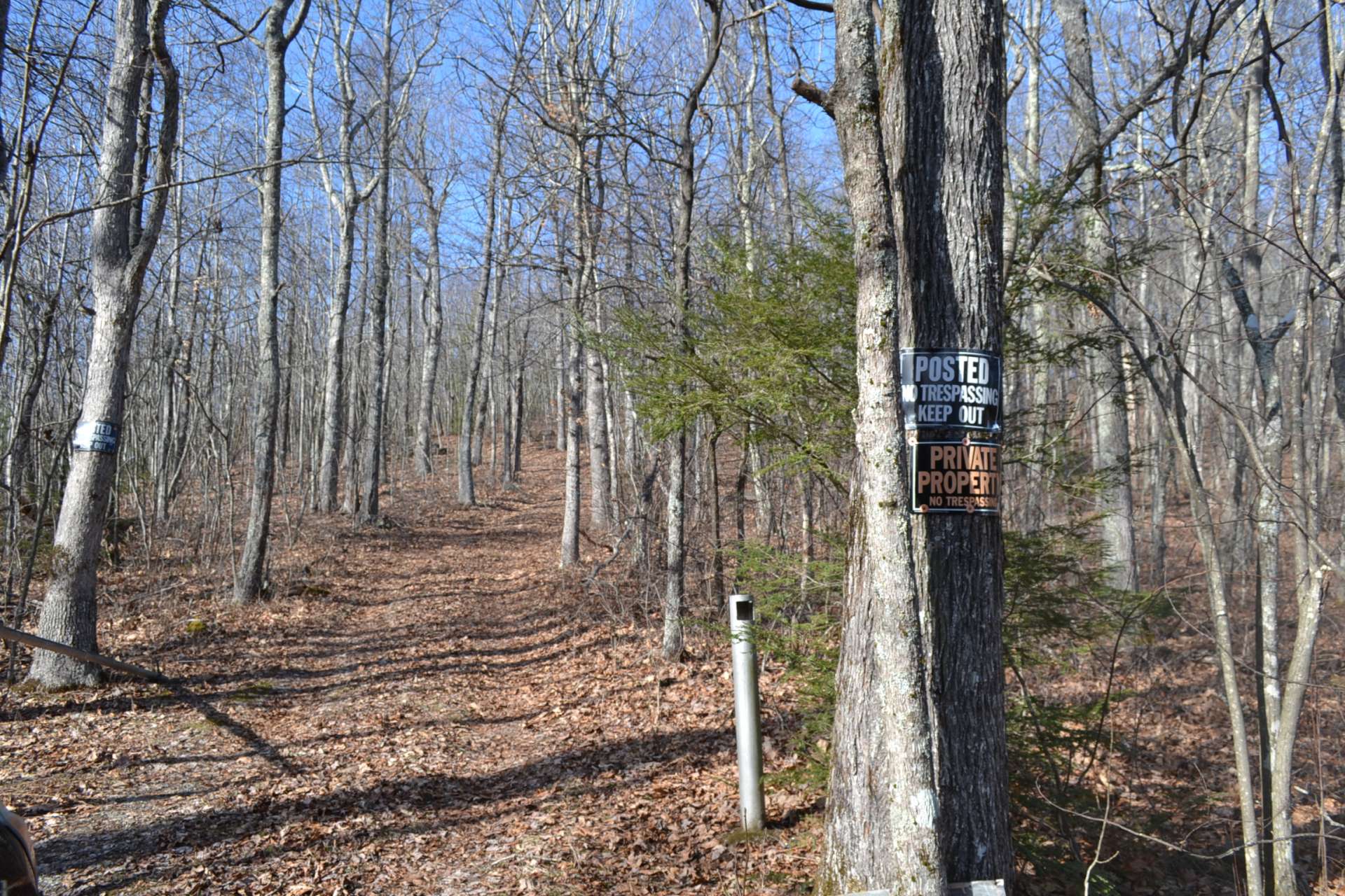 This is the driveway into the cabin from Panther Creek Road. You will love the privacy and unspoiled natural beauty of this property.