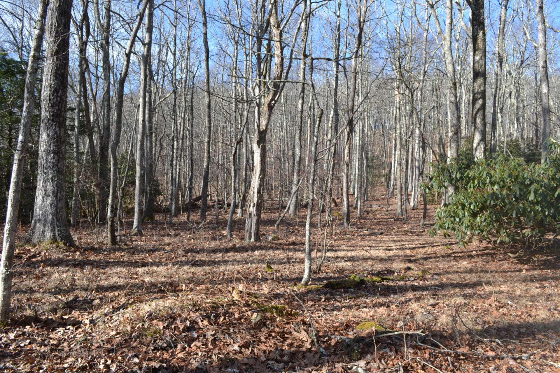 The terrain is mixed with native hardwoods, evergreens and mountain foliage, the perfect habitat for a diverse variety of wildlife that includes deer, turkey, and bear.