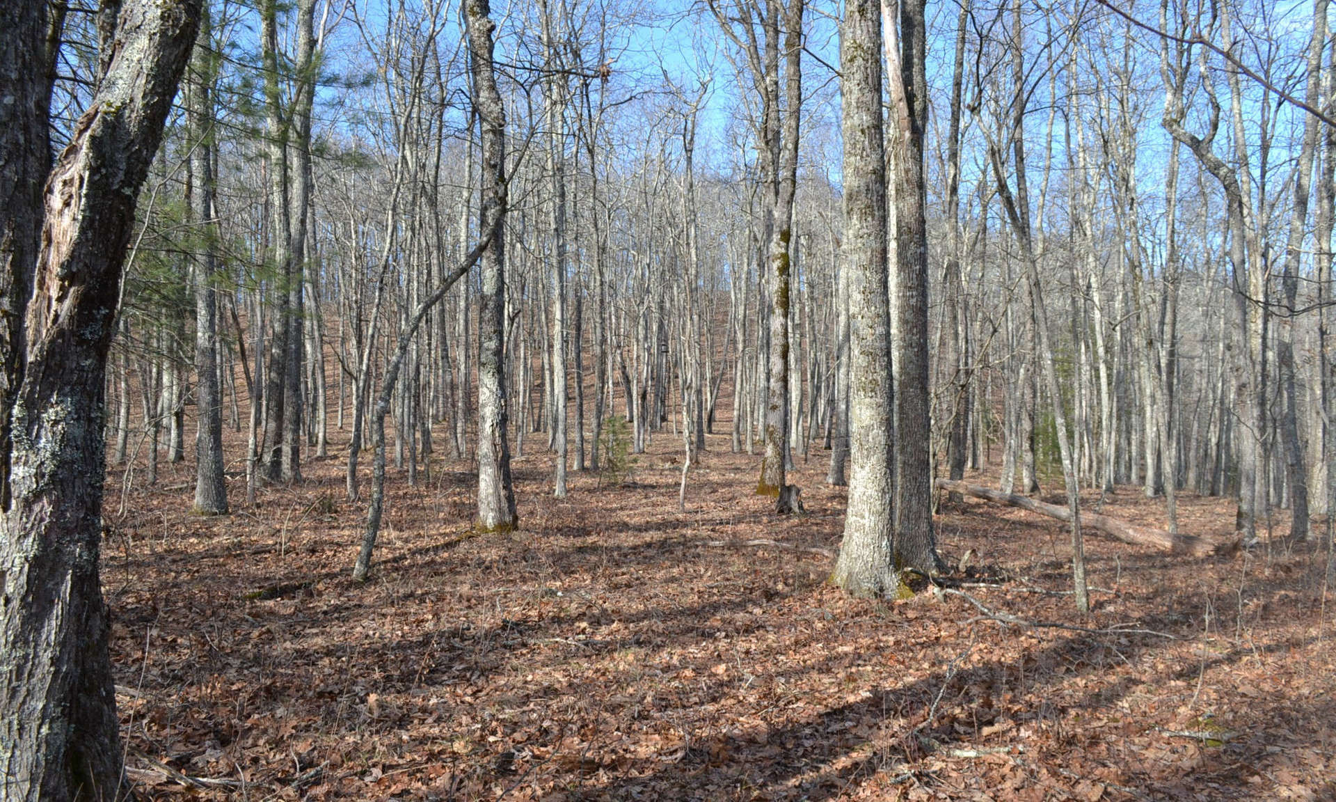 Shhhhhh....you can almost hear the rustling of the leaves as a whitetail deer, turkey, or bear rambles along through the forested terrain. Or, catch a glimpse of a squirrel or chipmunk scampers across fallen logs.