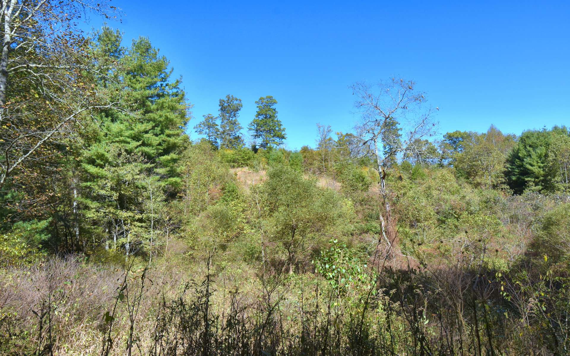 The property opens up to potential pasture to reclaim, several homesites, and mountain views.