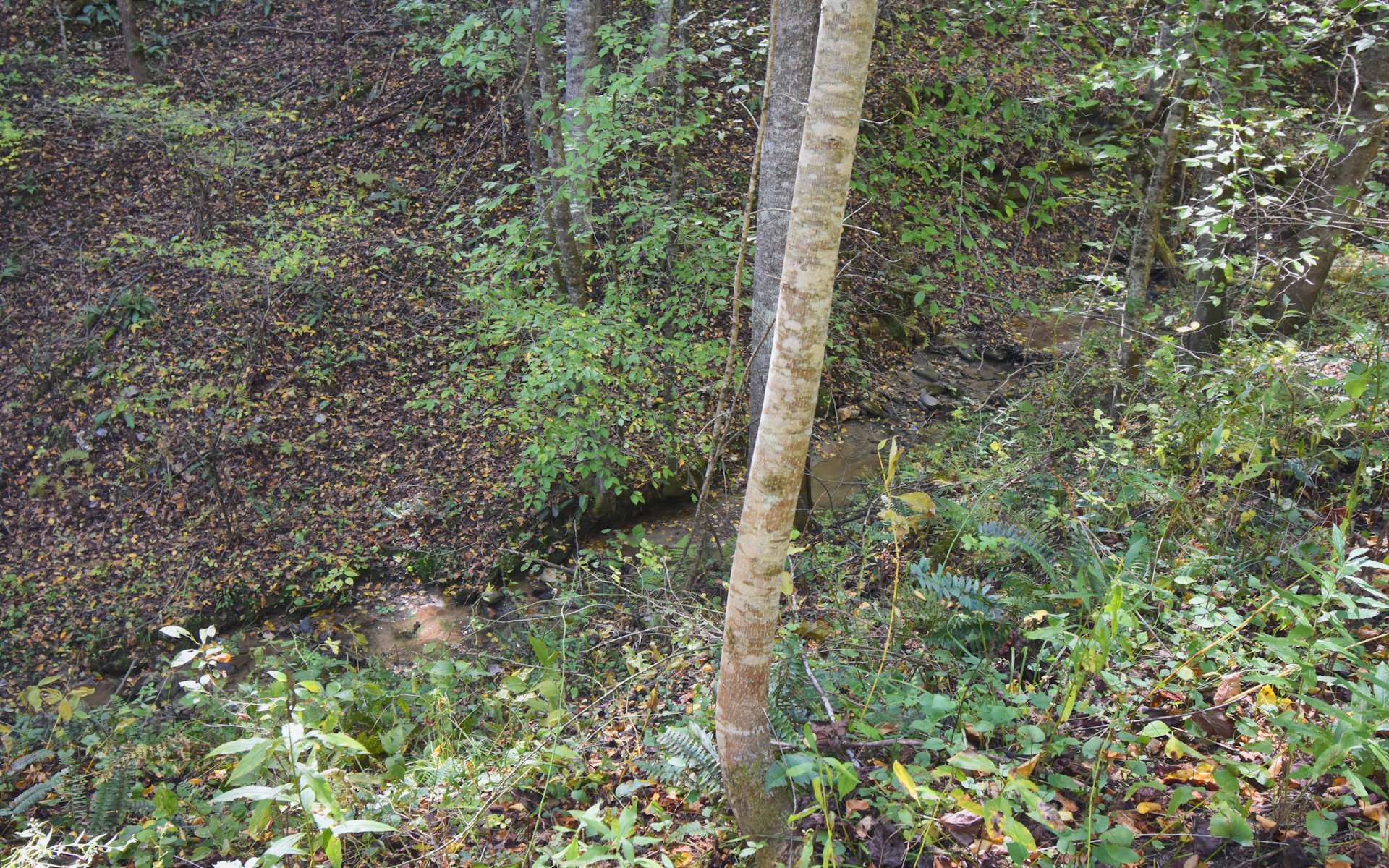 Along the way you will encounter a plethora of Natures beauty including this small mountain creek and abundant wildlife.