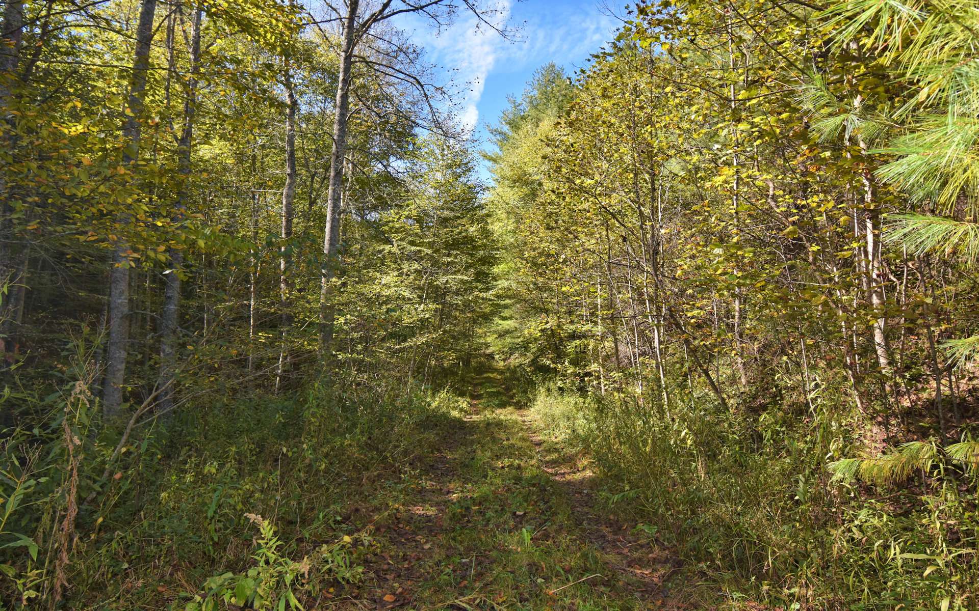 An old farm road directs you through a diverse mixture of native hardwoods, evergreens and mountain foliage to reach multiple potential building sites.