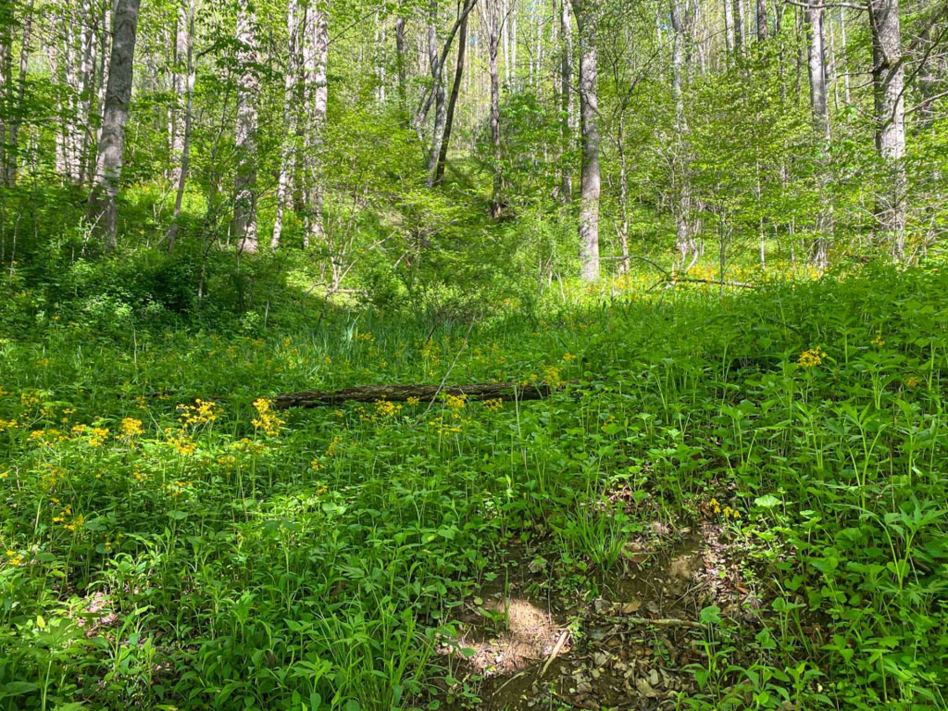 Wonderful potential build site for your mountain getaway.