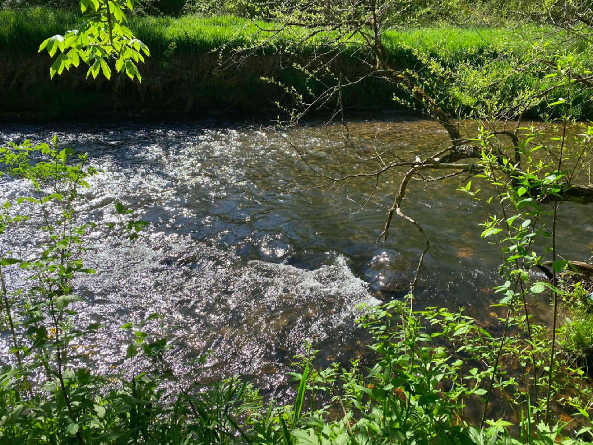 Hear the rushing water from anywhere on the property. This is standing on the riverbank of Lot 6.