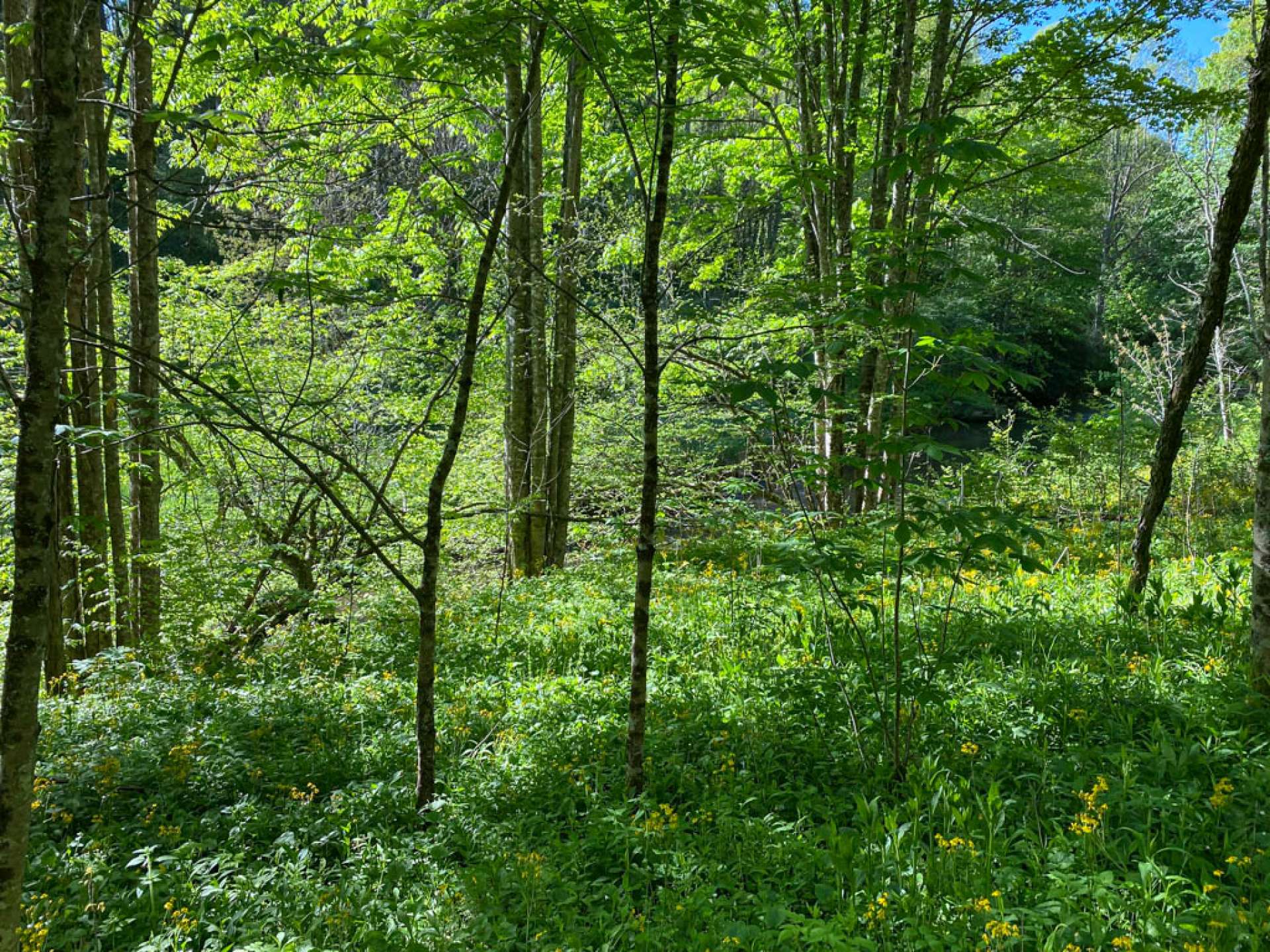 The easy terrain on this lot will make a great place for your dogs to run or to plant a garden.