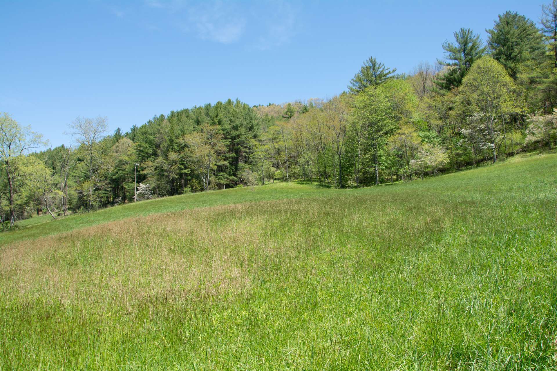 The hill behind the homesite is wooded and home to wildlife that includes whitetail deer and wild turkey.