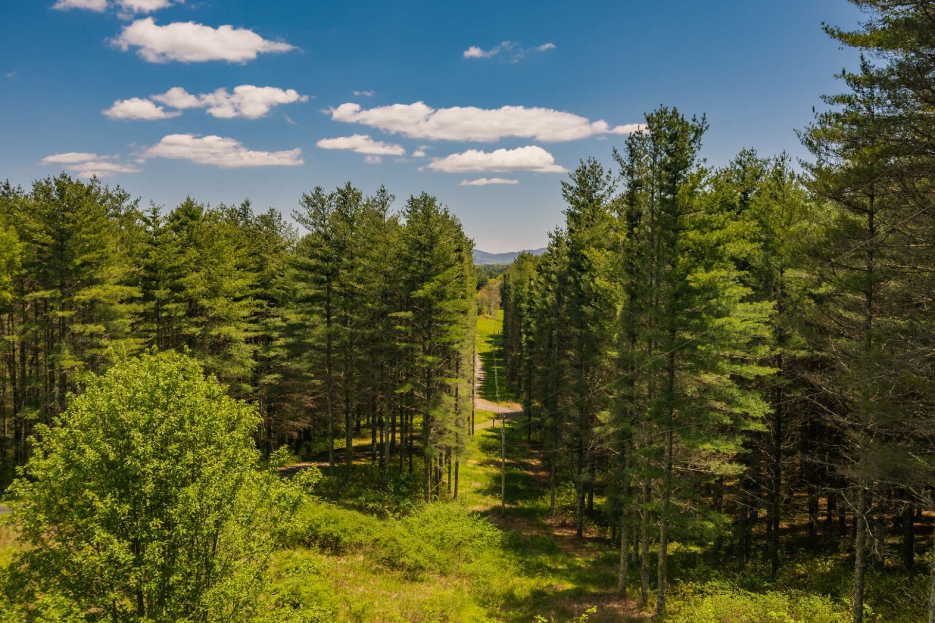 The sellers planted white pines that can be harvested to open up and expand the long range views.
