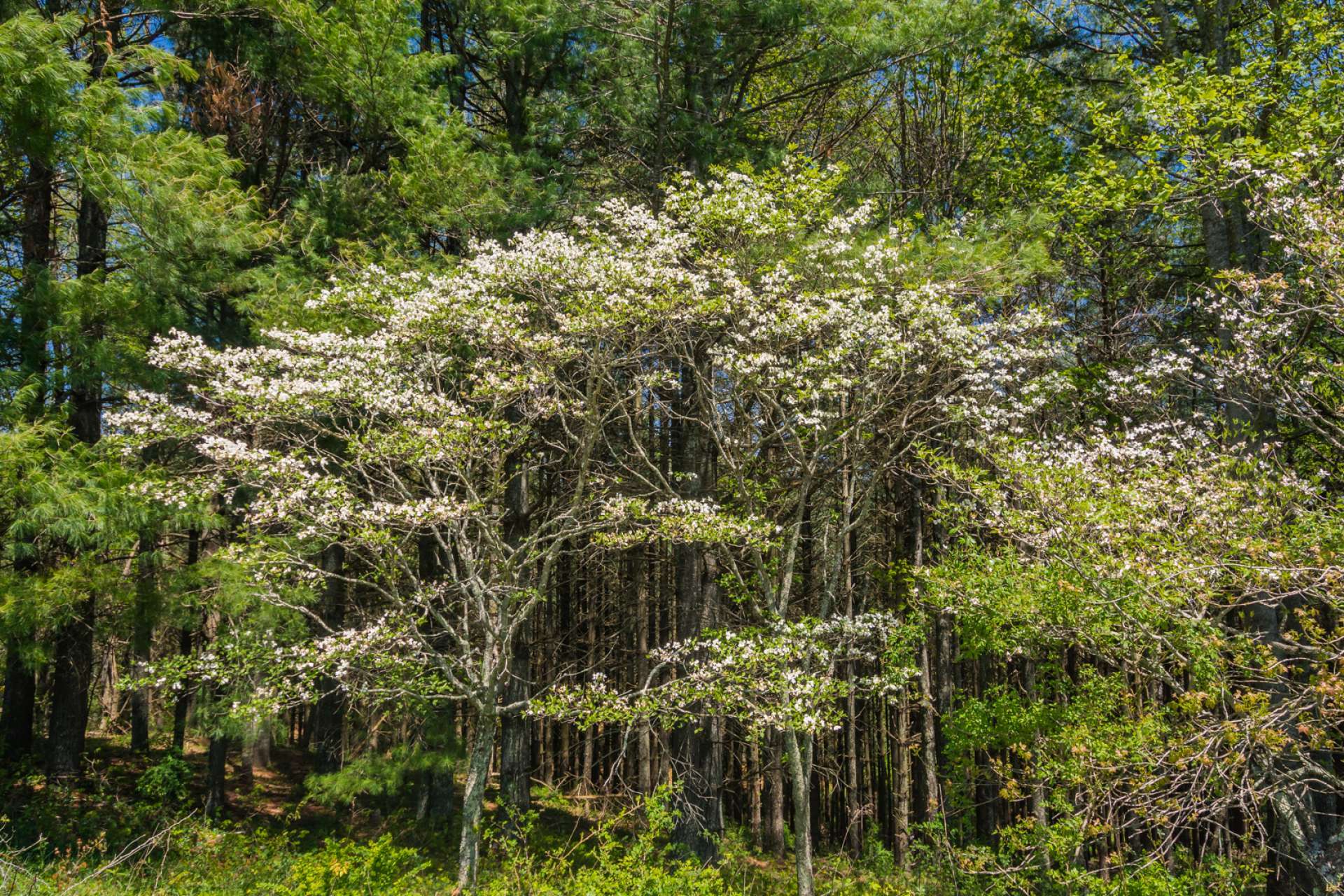 The dogwoods are blooming now and set the stage for other native mountain foliage  and wildflower blooms.