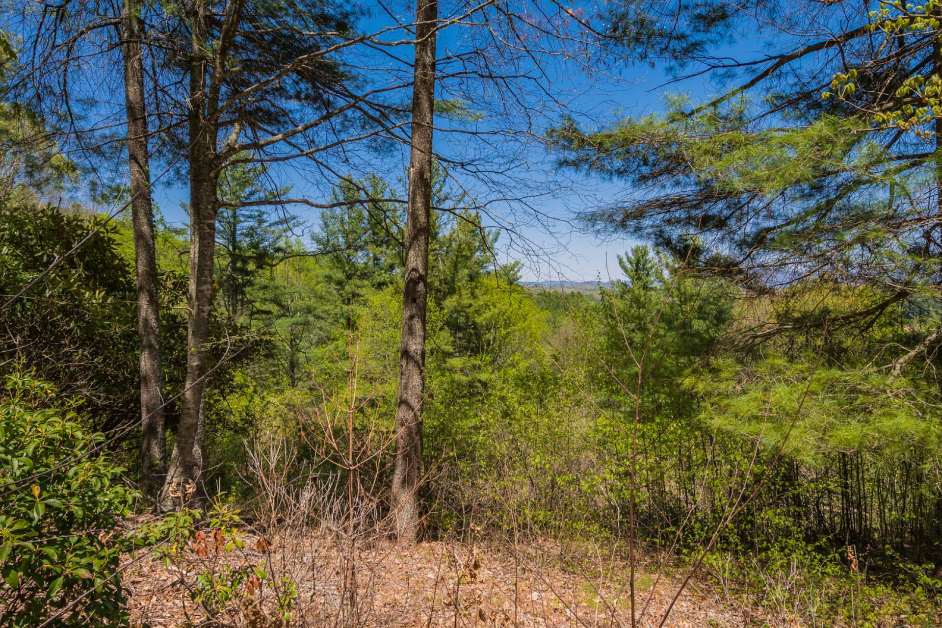 The 15.52 acre setting offers several potential building sites and abundant wildlife.
