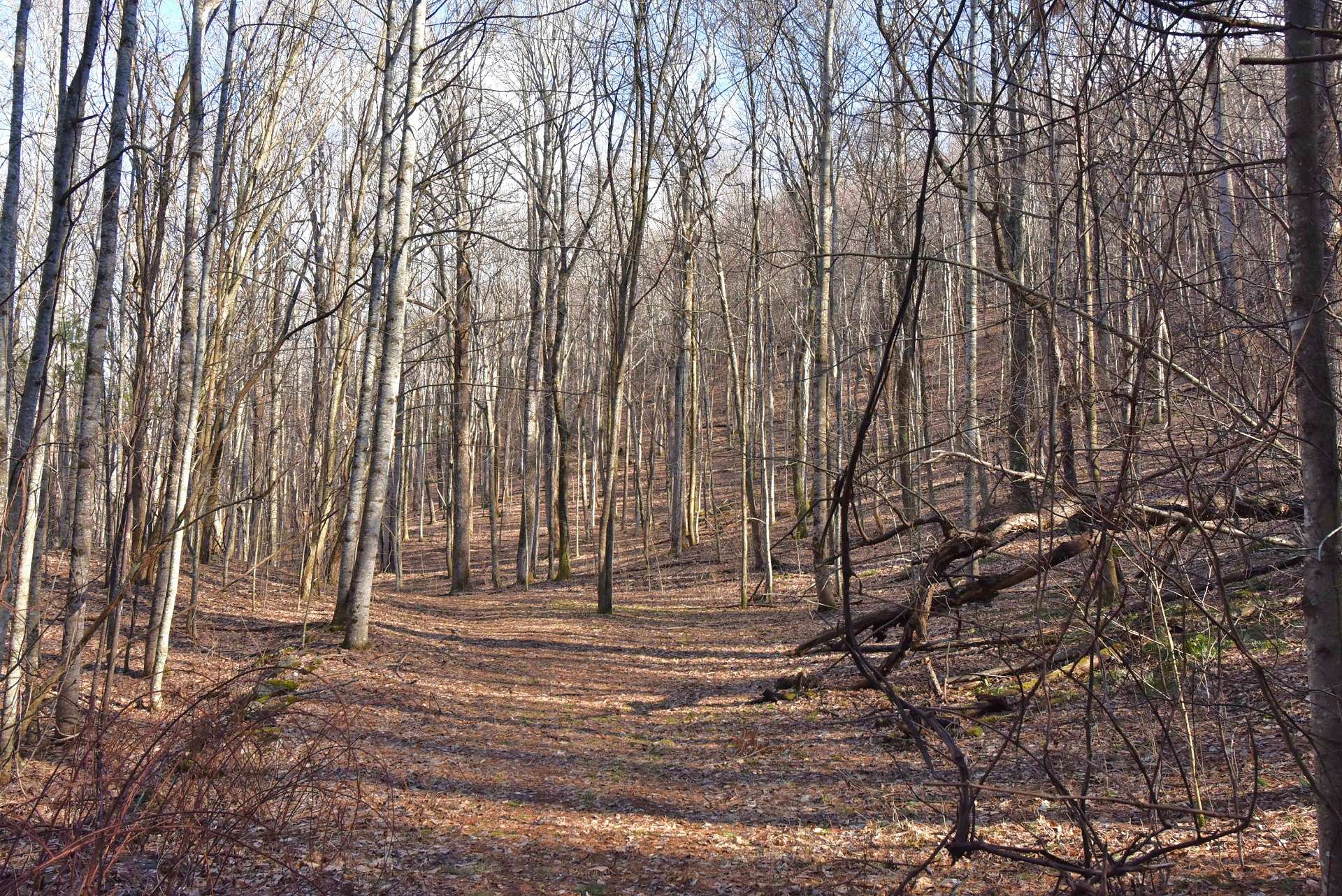 Beautifully wooded, this tract offers a mixture of native hardwoods, evergreens, and mountain foliage. The property is bordered on two sides by Nature Conservancy lands and has a road bed in place that goes through the property giving nice access through the property.