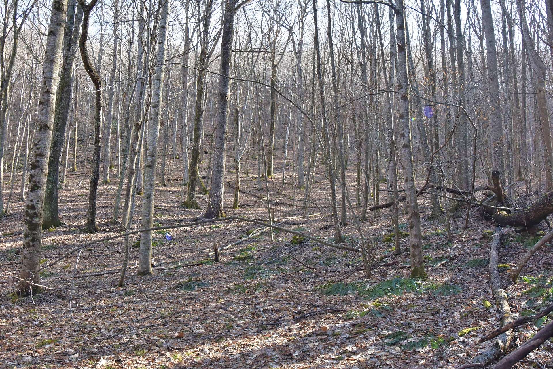 Shhhhhhhh! You might catch a glimpse of a whitetail deer, wild turkey, or a bear. Abundant wildlife call this tract "home." The terrain is level to sloping. Huge timber on the property including white pine, poplar, and hardwoods.
