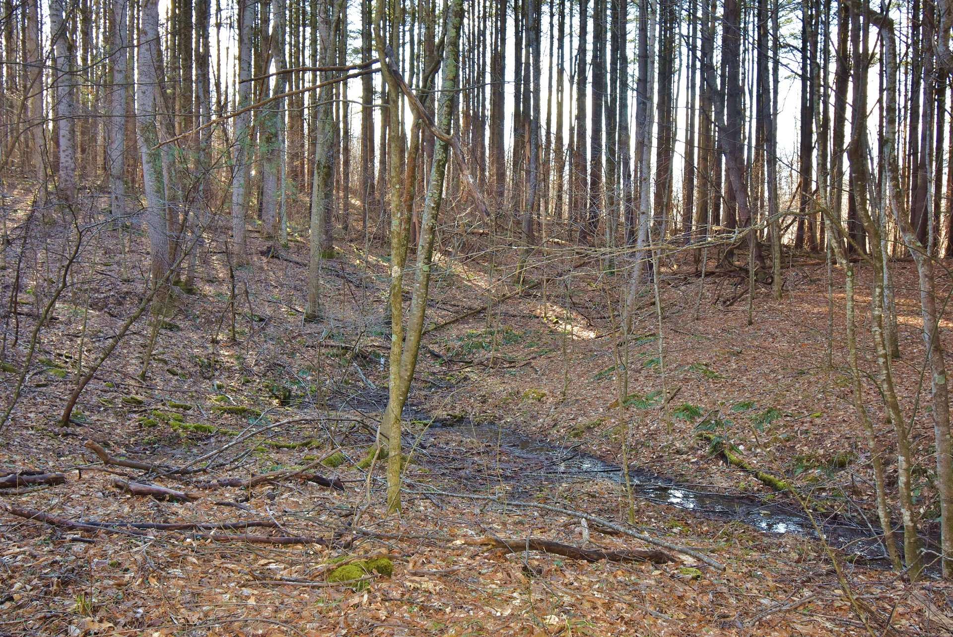 There is a small mountain creek and a large natural mountain spring creating pond potential. The property also adjoins Buffalo Creek, a stocked trout stream.