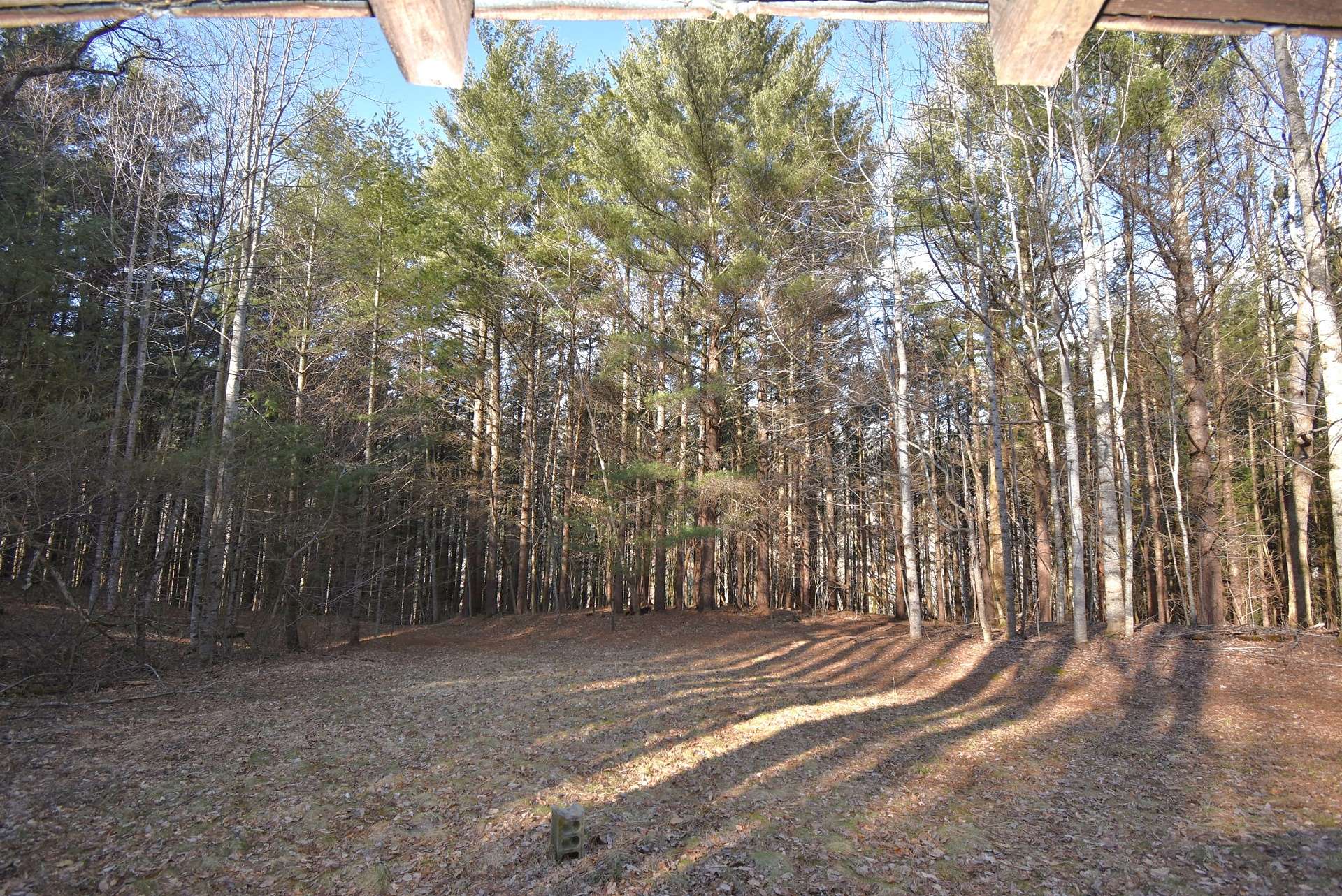 Sit on the porch of the hunting cabin and enjoy watching wildlife slip out of the forest and nibble on the grass in front of the cabin.