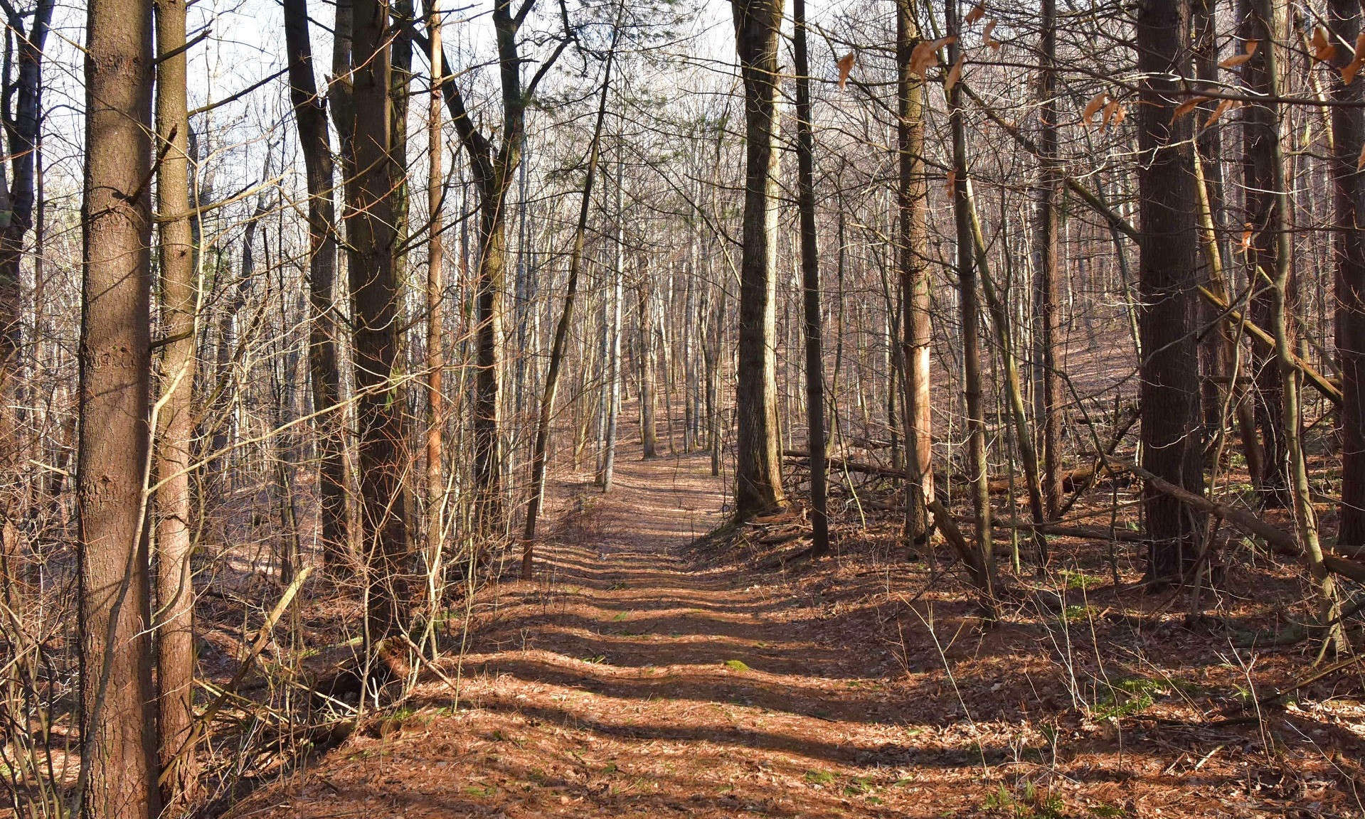 PEACEFUL AND SECLUDED! If you are looking for a private wooded tract to build your mountain home or cabin, then come take a look at this unspoiled 10.70 acre NC Mountain Land tract that is less than 15 minutes to West Jefferson.