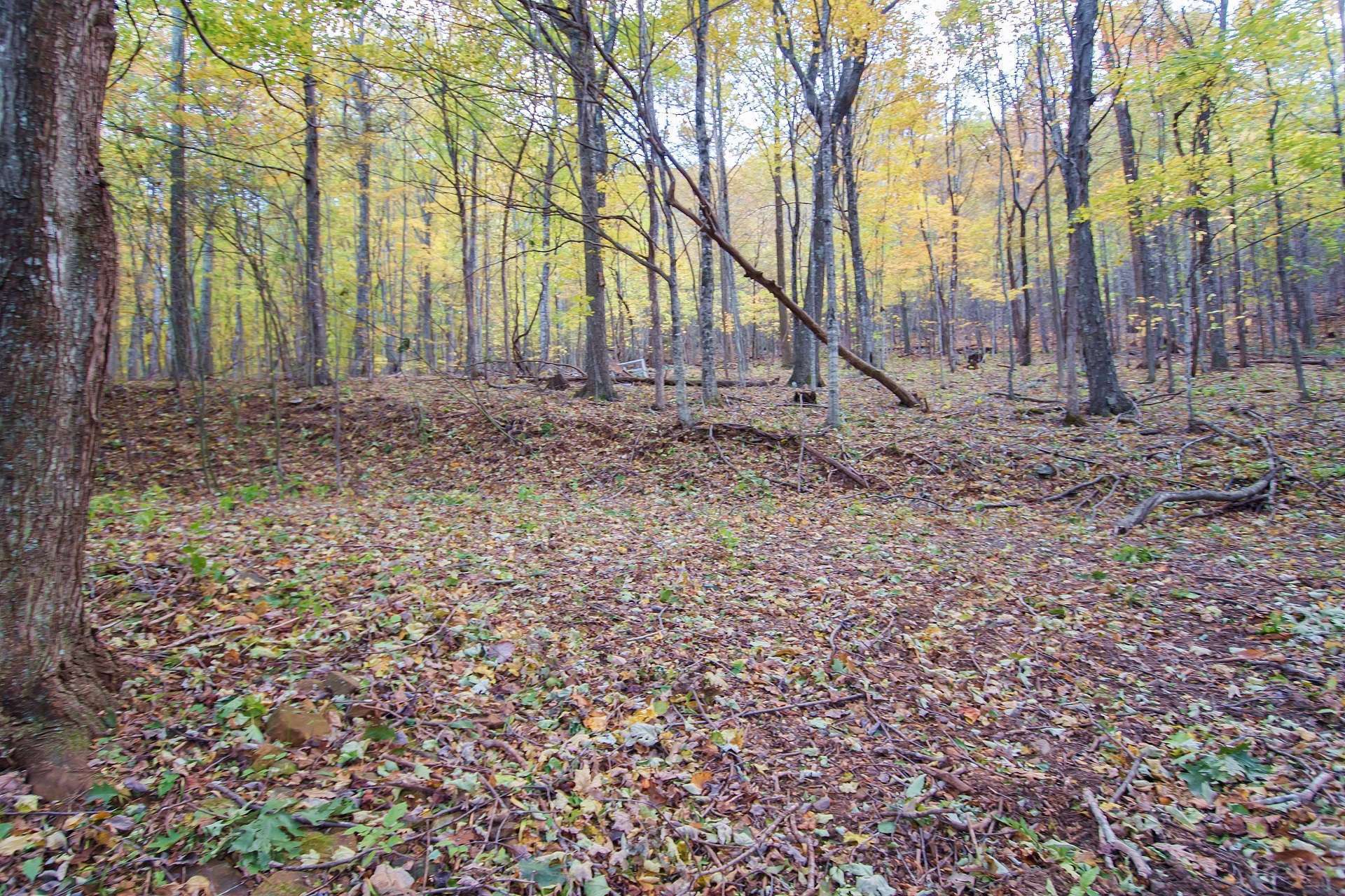 Offered at only $45,000, this 2.77 acre wooded and unrestricted acreage tract is the ideal choice for your Blue Ridge Mountain cabin in the woods and close to Mount Jefferson State Park. H287