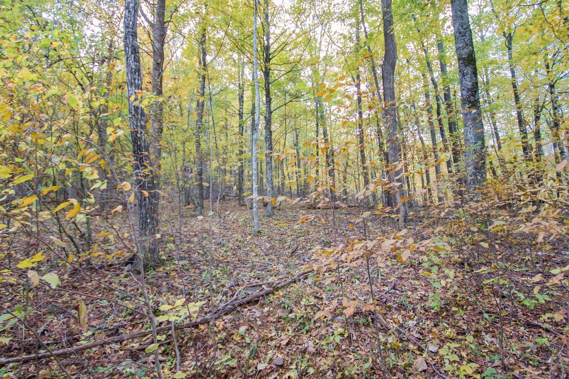 Build your dream cabin in the woods here among hardwoods, evergreens and native mountain foliage.