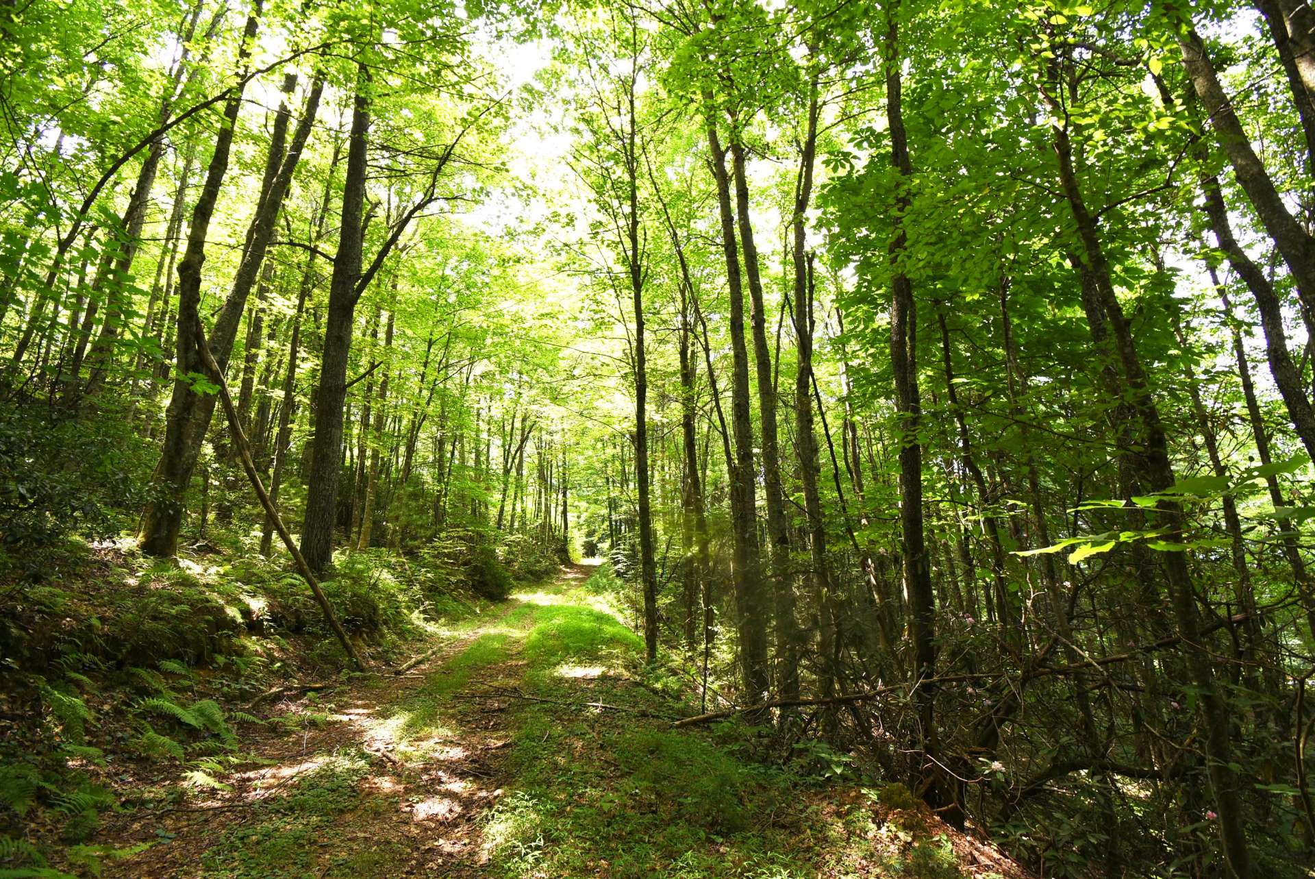 This large tract is home to a variety of wildlife, including whitetail deer, turkey, and the occasional black bear.