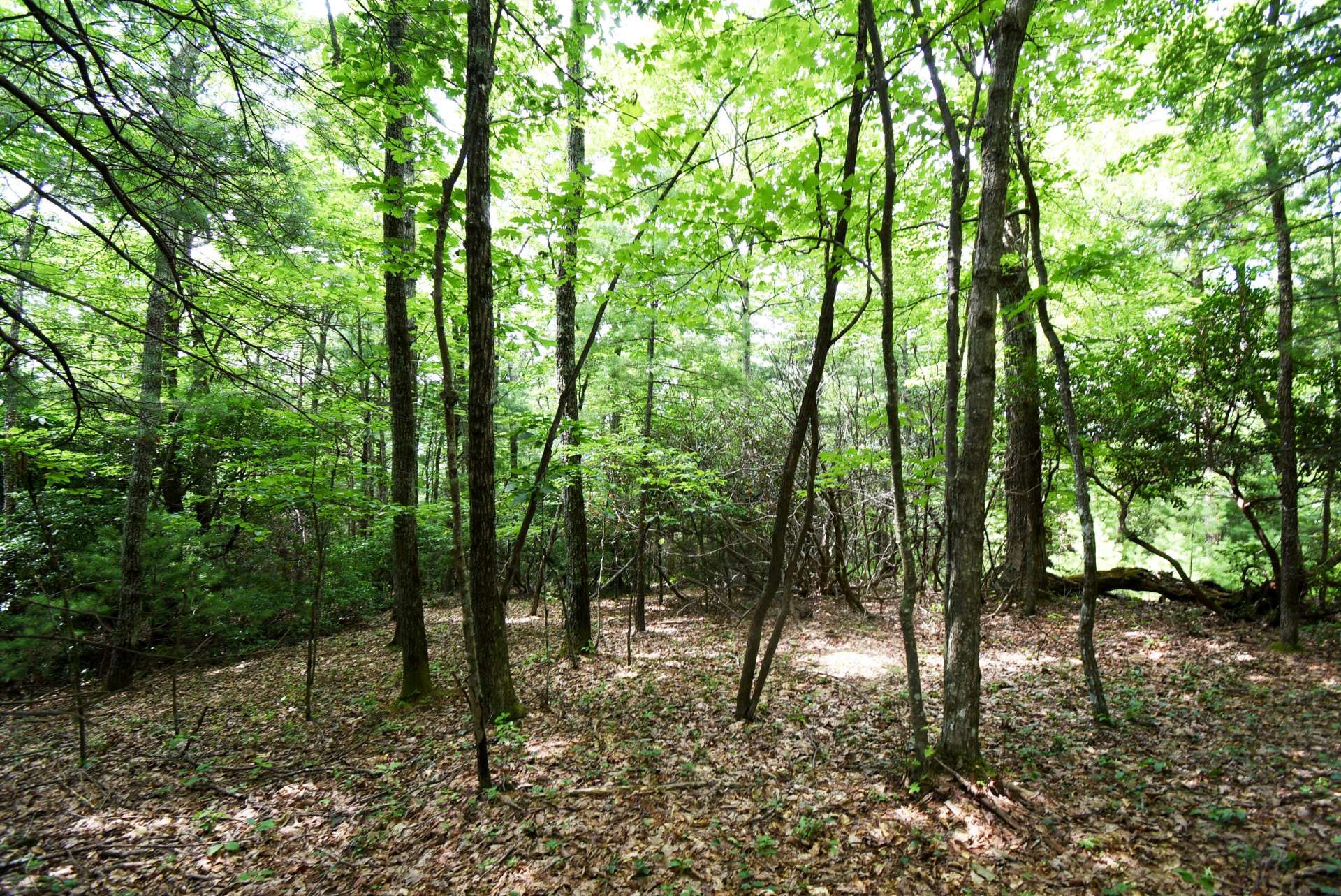 The area at the top, the highest point, is a level knoll and very accessible.