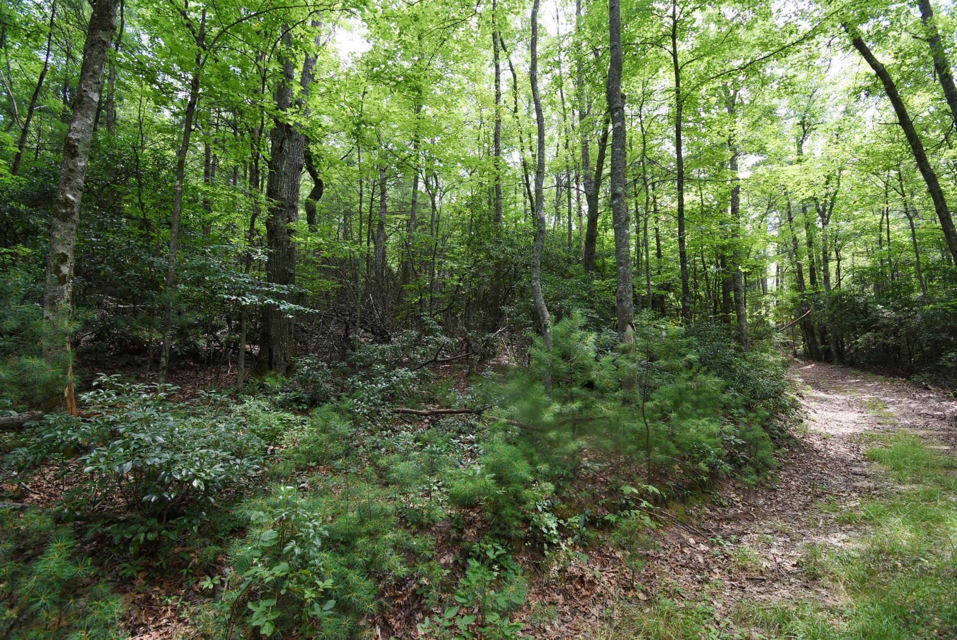 This land is beautifully wooded with a diverse mixture of hardwoods, evergreens, and native mountain foliage. Trails run throughout the tract offering excellent hiking, horseback riding, or ATV adventures.