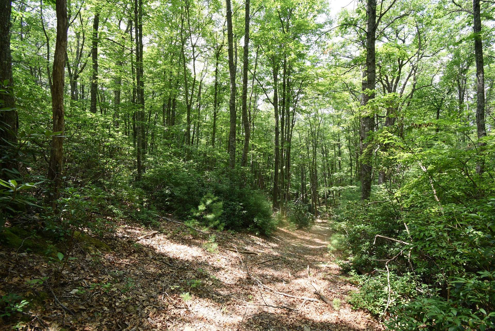 This trail leads to the lowest point, which has a wonderful large glade and a spring-fed creek with pond potential.