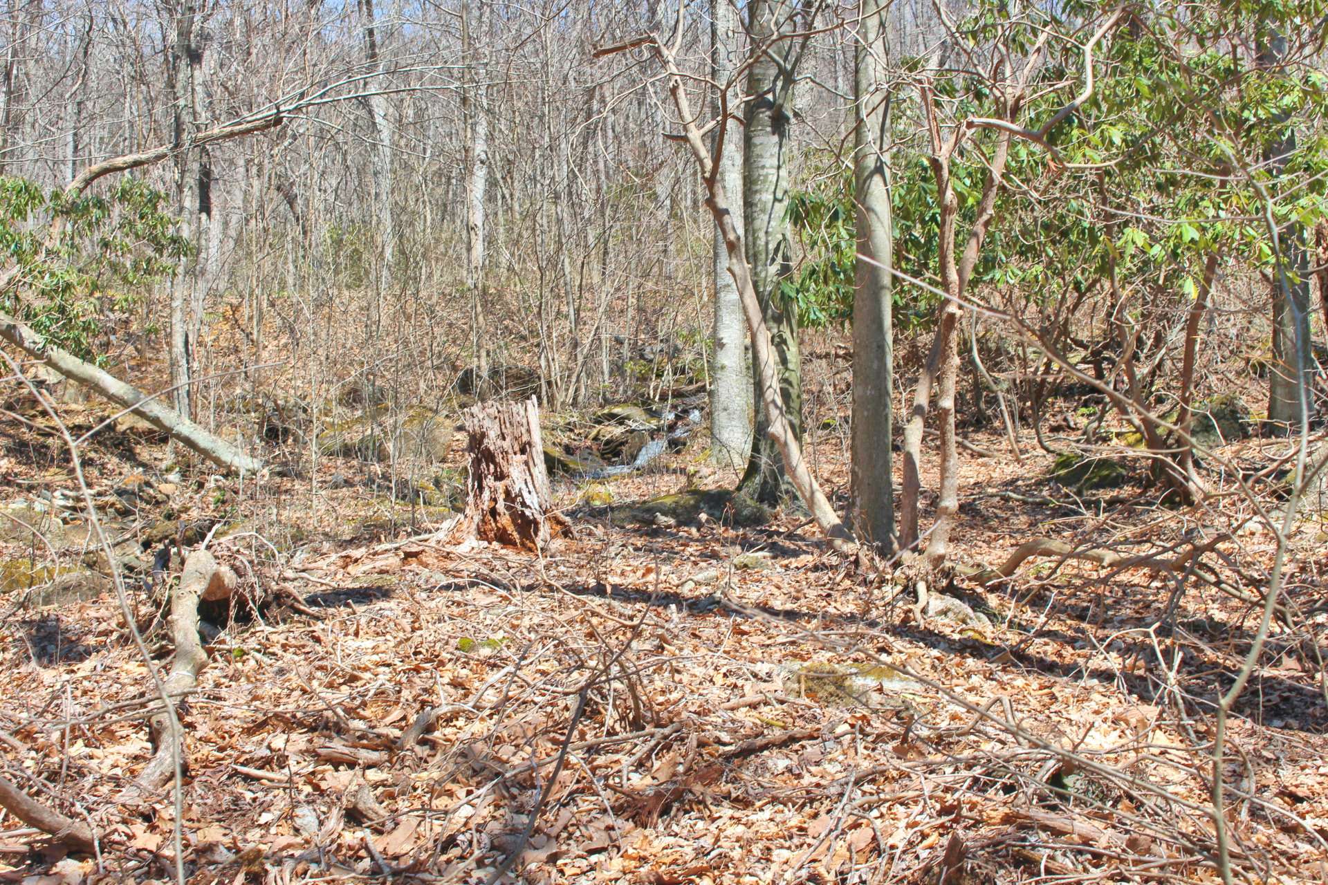 The setting offers a mixture of hardwoods, evergreens and native mountain foliage.