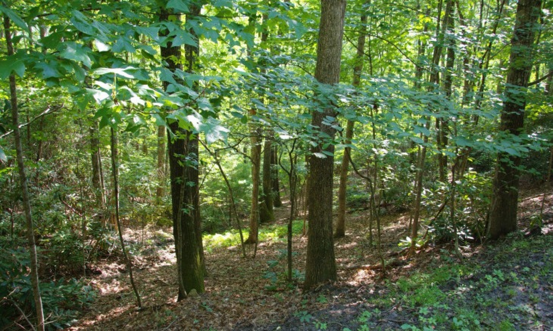 Southern Ashe County Cabin Site