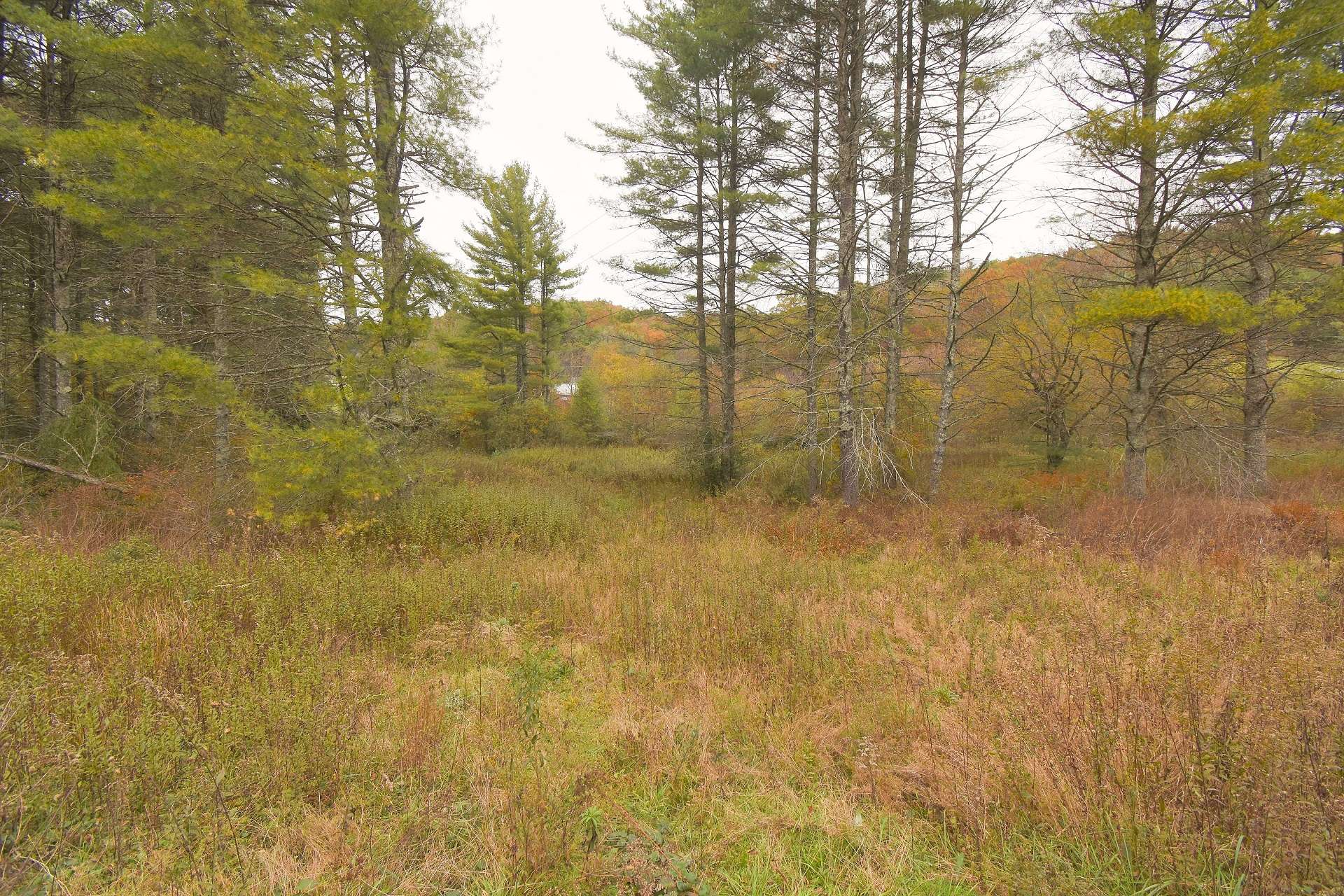 What a gorgeous site for your cabin in the woods!  This tract offers a mixed terrain with a diverse mixture of hardwoods, evergreens, and native mountain foliage.