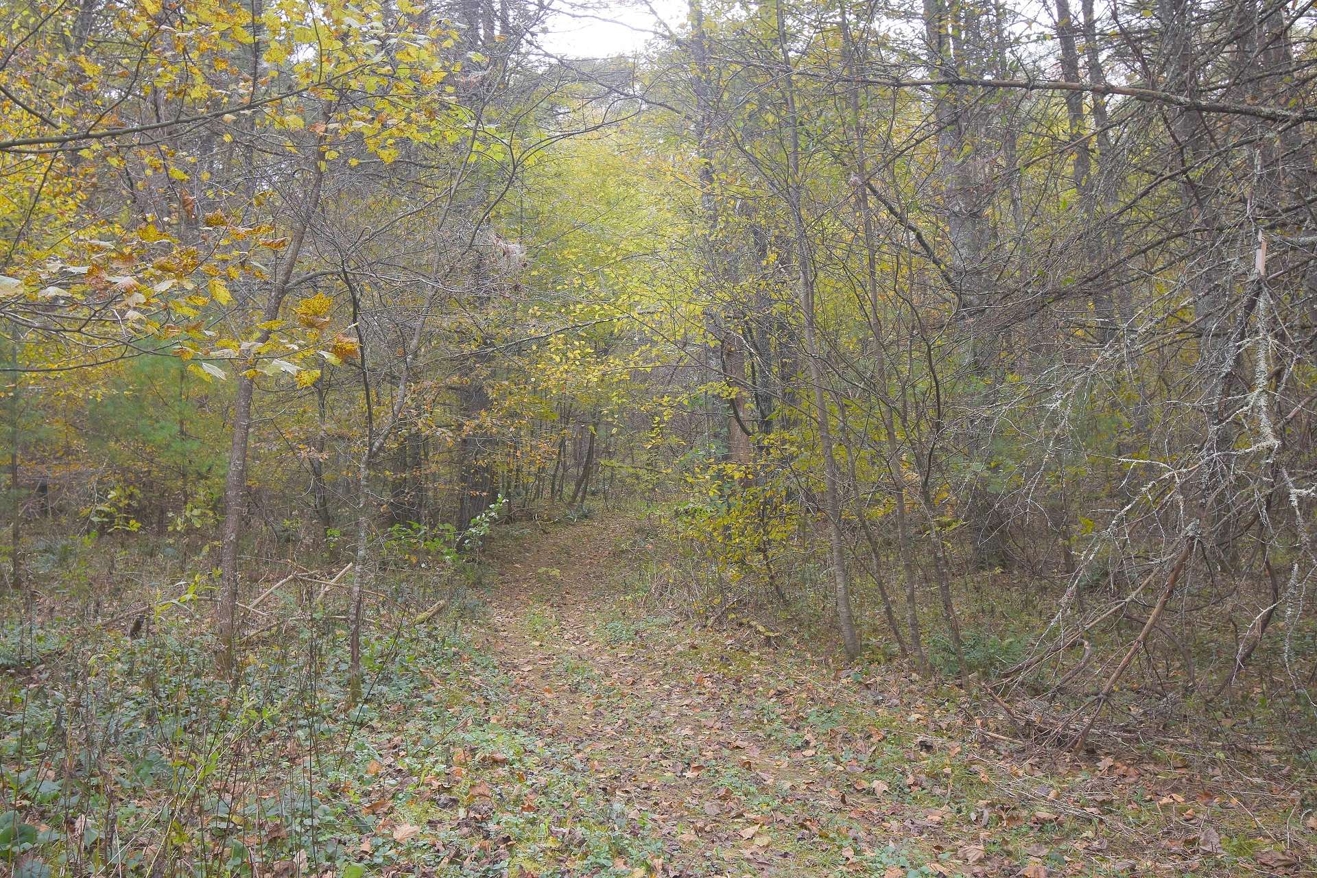 You might catch a glimpse of a whitetail deer or a chipmunk scampering across a fallen log.