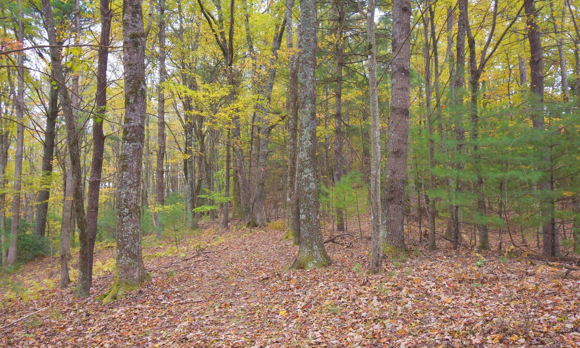 SHHHHHH....Listen to the quiet.  This Southern Ashe County land for sale offers 13.6 acres of beautiful, peaceful serenity located in the West Jefferson area of the Blue Ridge Mountains.