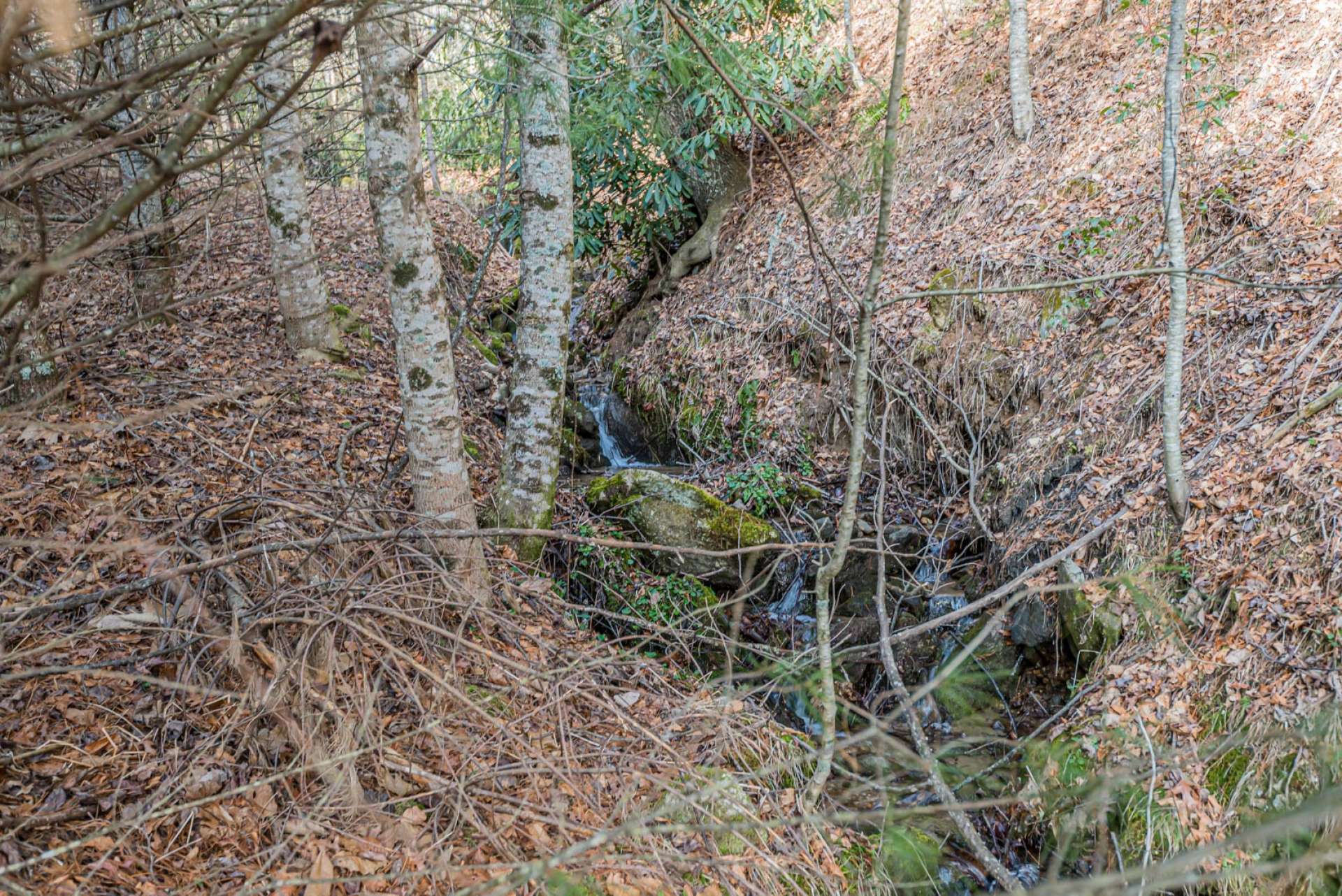 Watch as wildlife meander from the woodlands in search of a cool drink from the mountain brook.