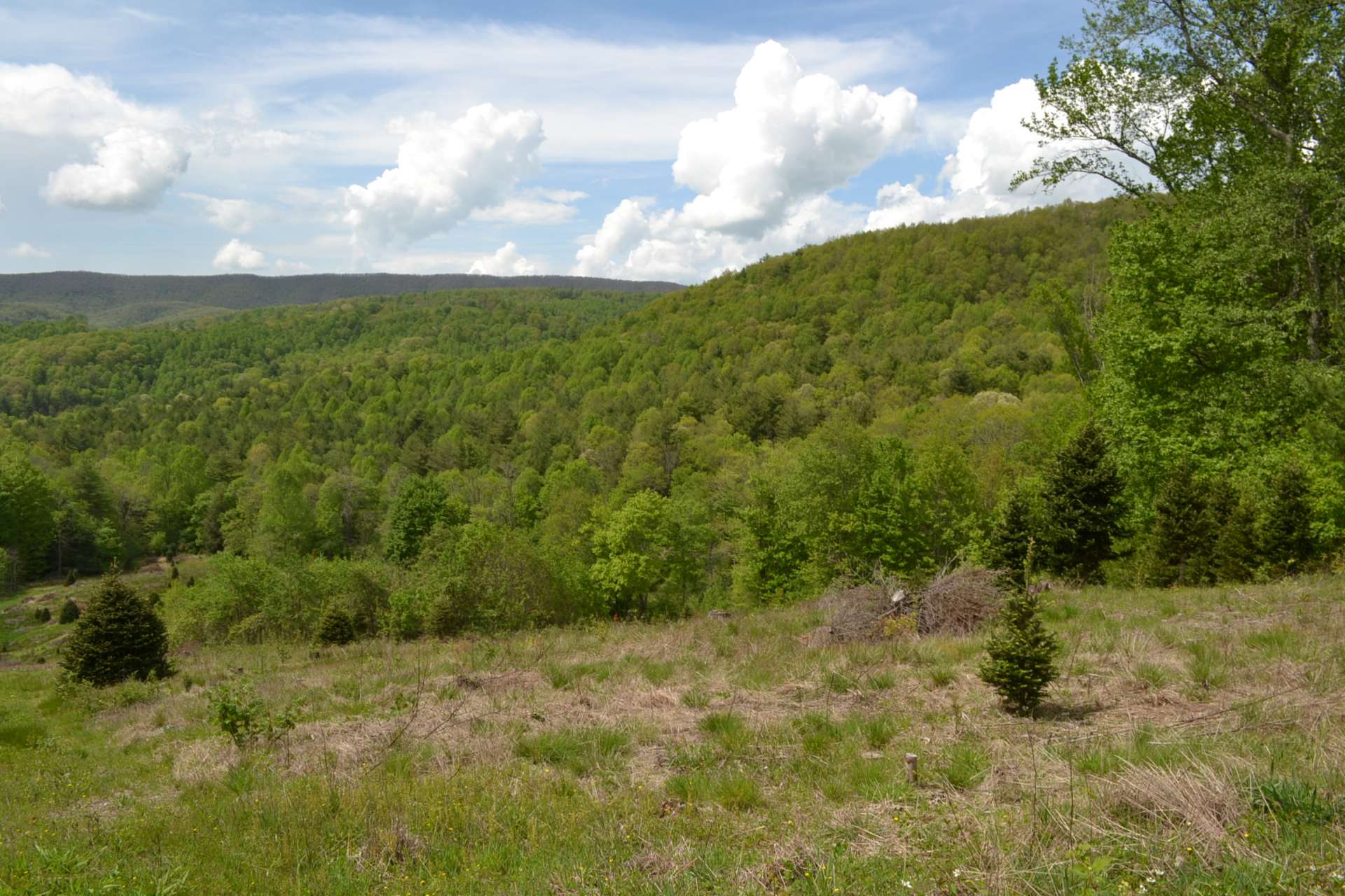 The remnants of a previous tree farm harvest provide potential for your Christmas tree for several years to come. OR, plant your own tree farm for harvesting in the coming years.