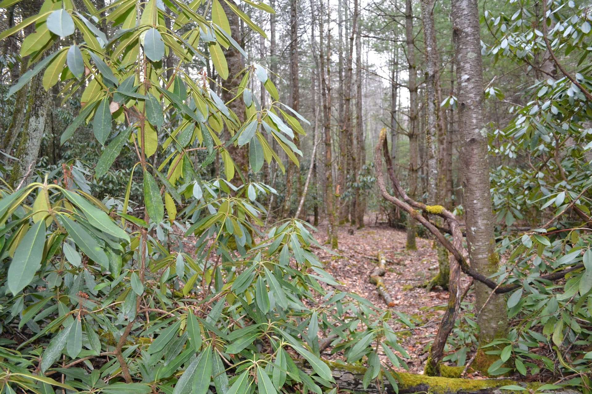 Serene woodlands with native hardwoods, evergreens and mountain foliage provide a great habitat for deer, turkey, and other woodland wildlife.