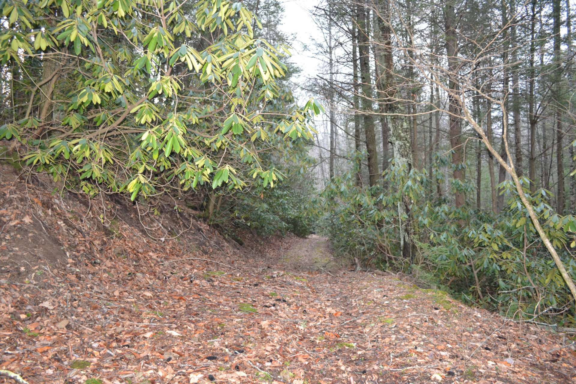 An old road bed accesses the back boundary.