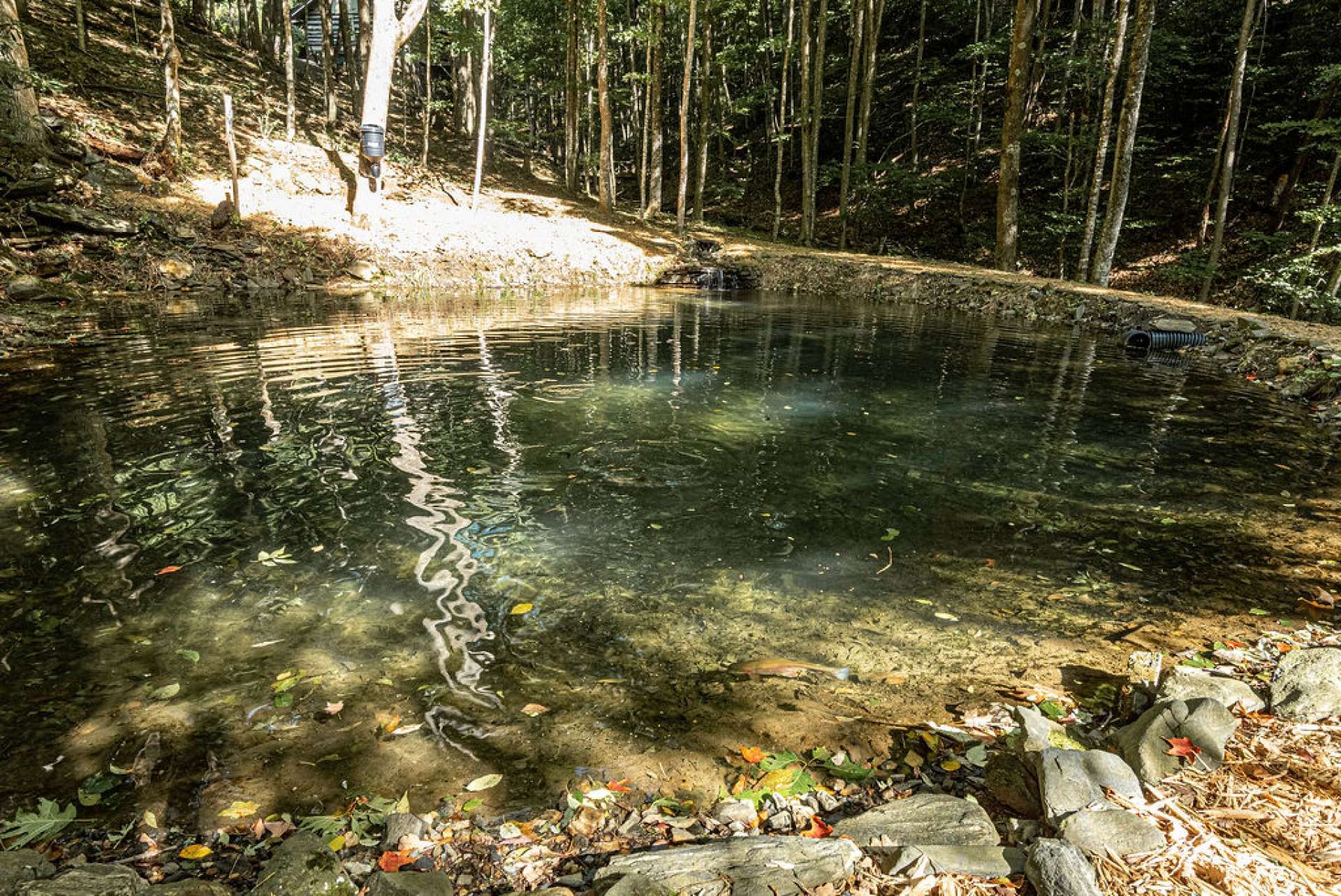 This pond is so clear you can count your rainbow trout.