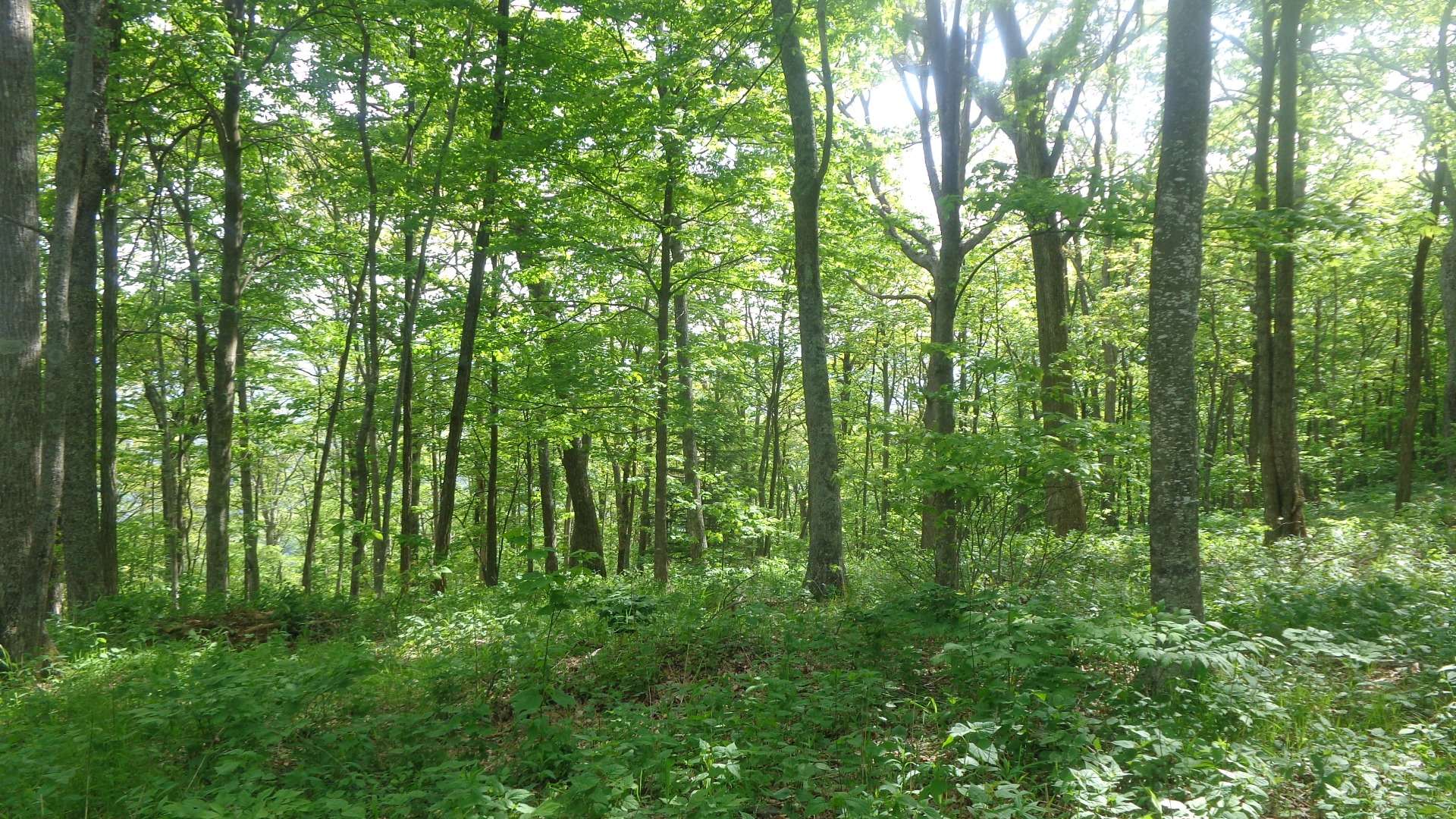 Lot 12, a gorgeous wooded 0.548 acre home site, is now available and offers an ideal location for your private NC Mountain home.  The Shire at Phoenix includes an architectural review committee to ensure standards that will protect and enhance your investment. <b> Lot 12 is offered at only $29,000.   H278 </b>