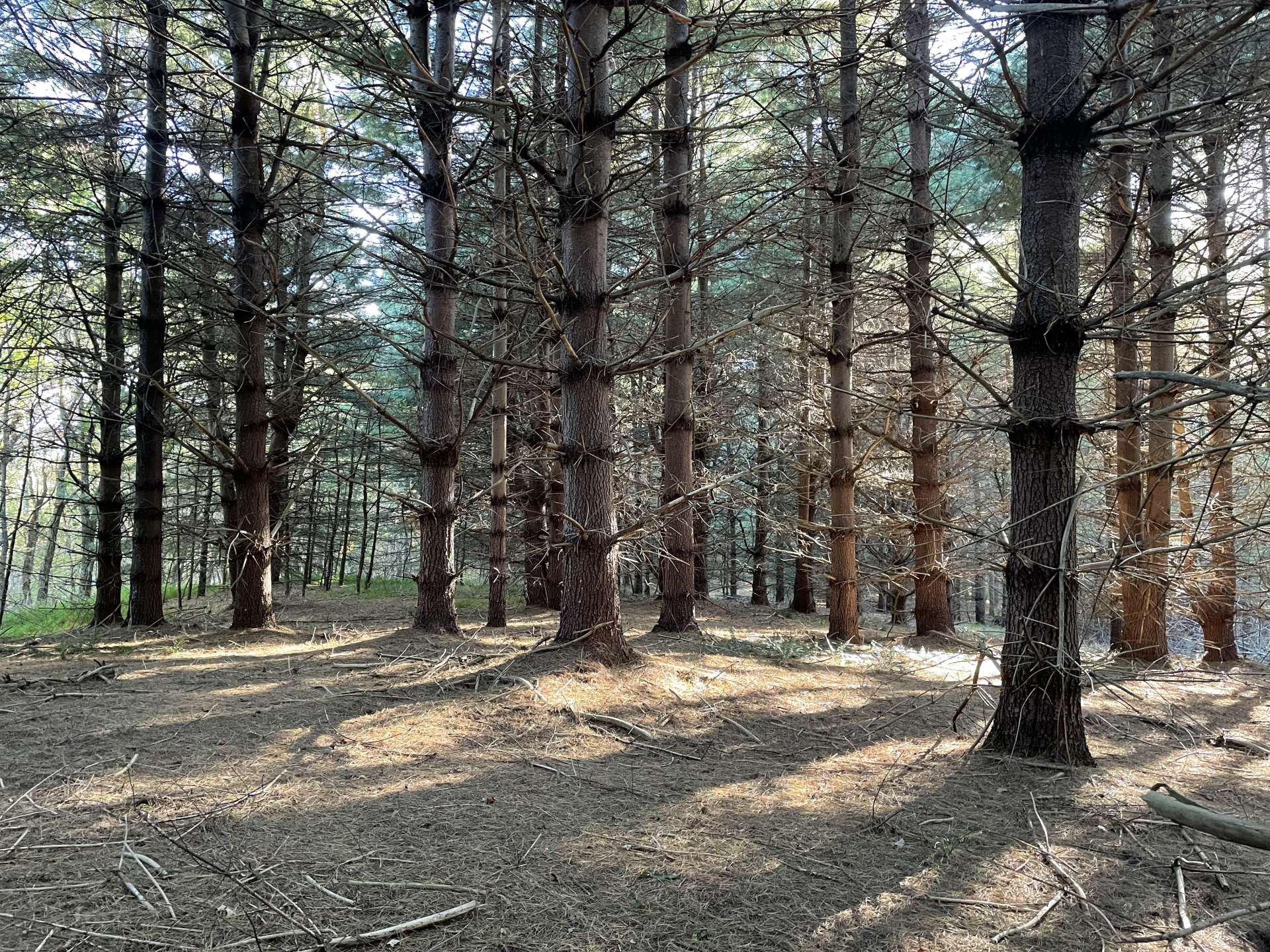 These beautiful pine glades create a nice habitat for a variety of wildlife.