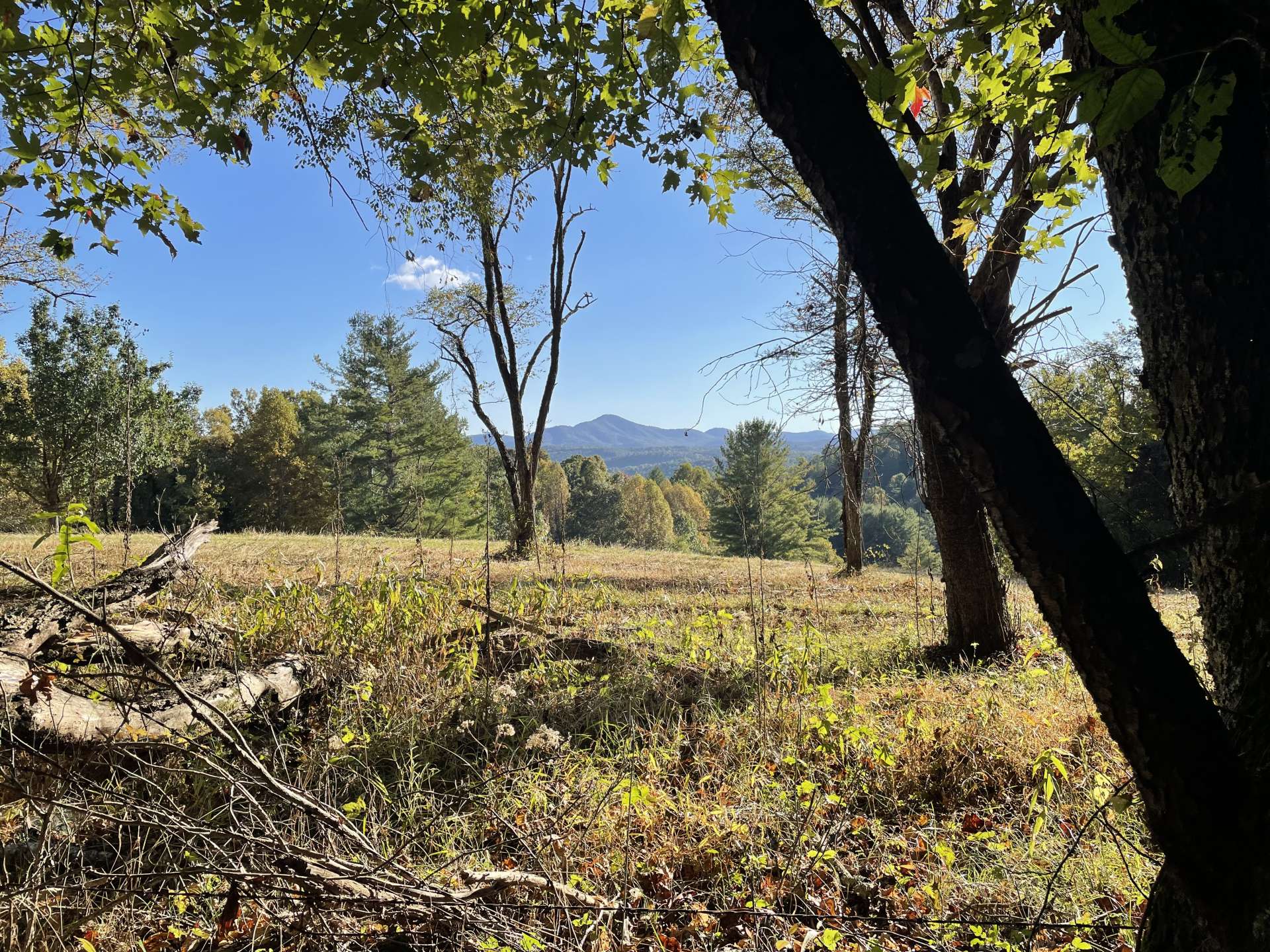 Views across neighboring property.