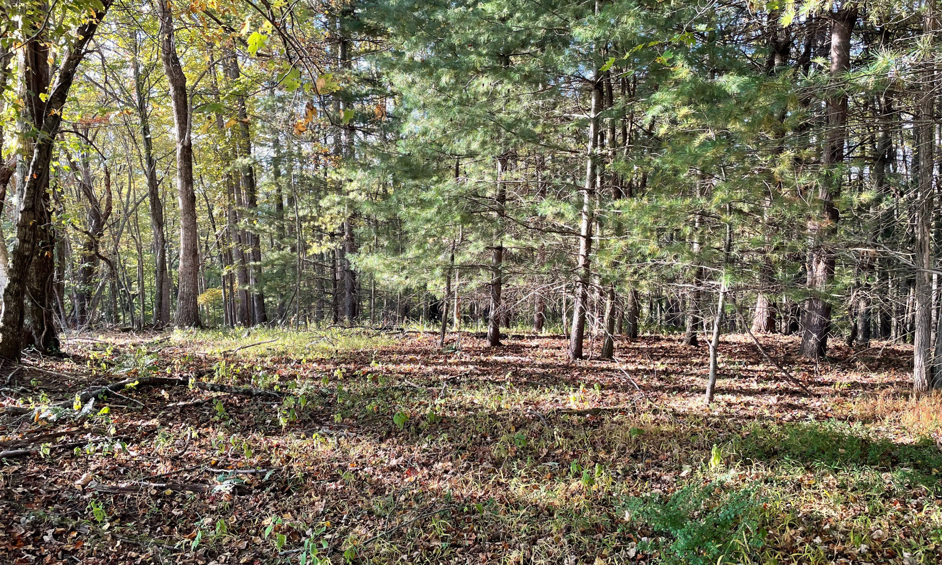 Flat building spot across the center of the property.