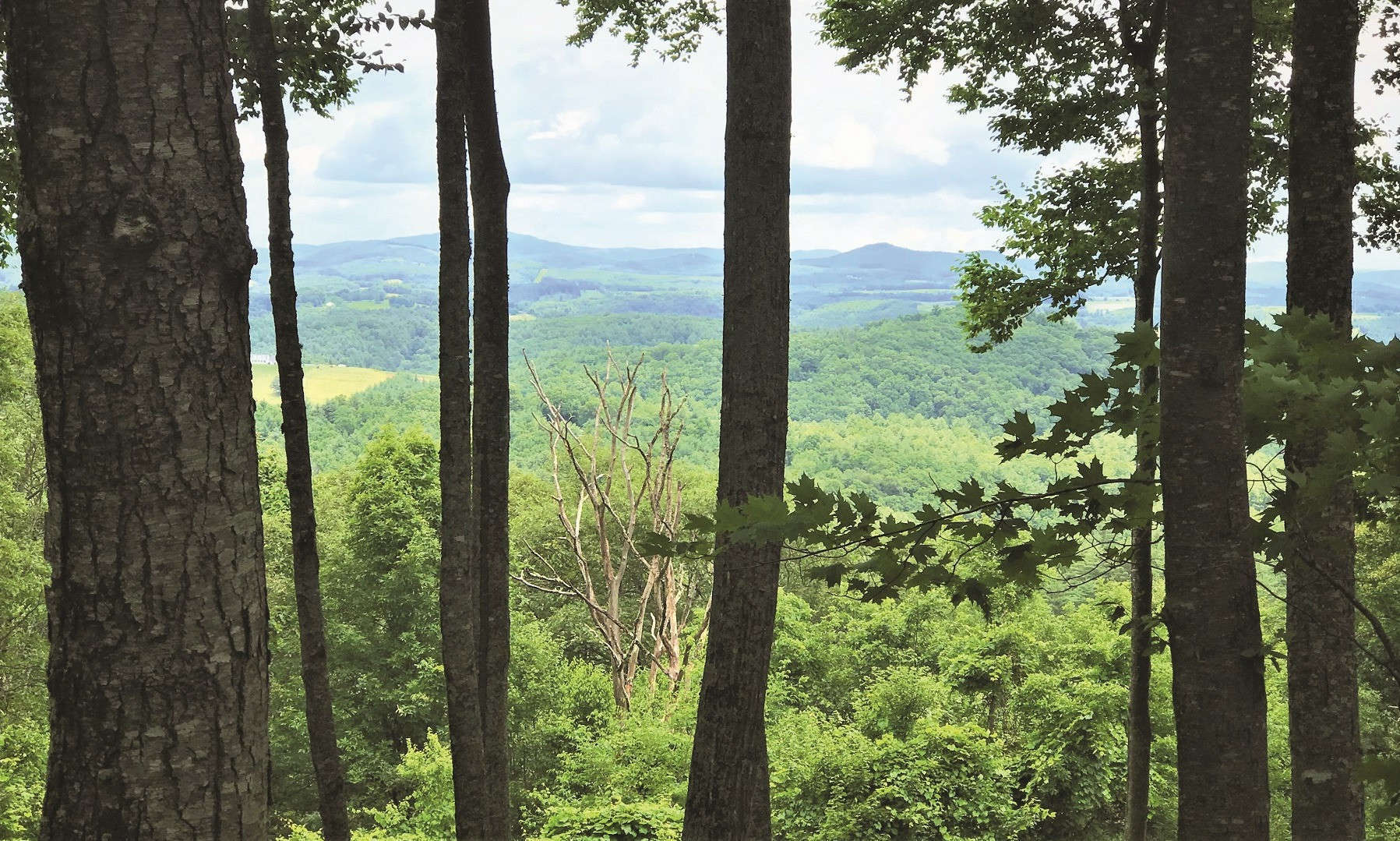 This beautiful 47.67 acre tract of land is located off of Lower Nettle Knob road in southern Ashe County and convenient to Boone and the Jeffersons.