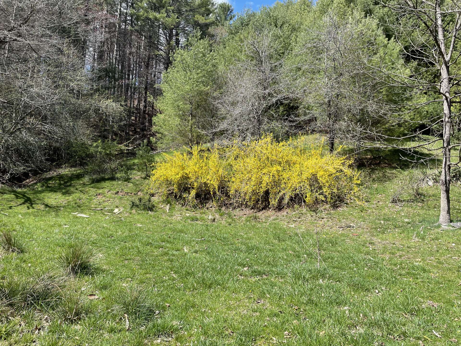 Blooming forsythia on the property.