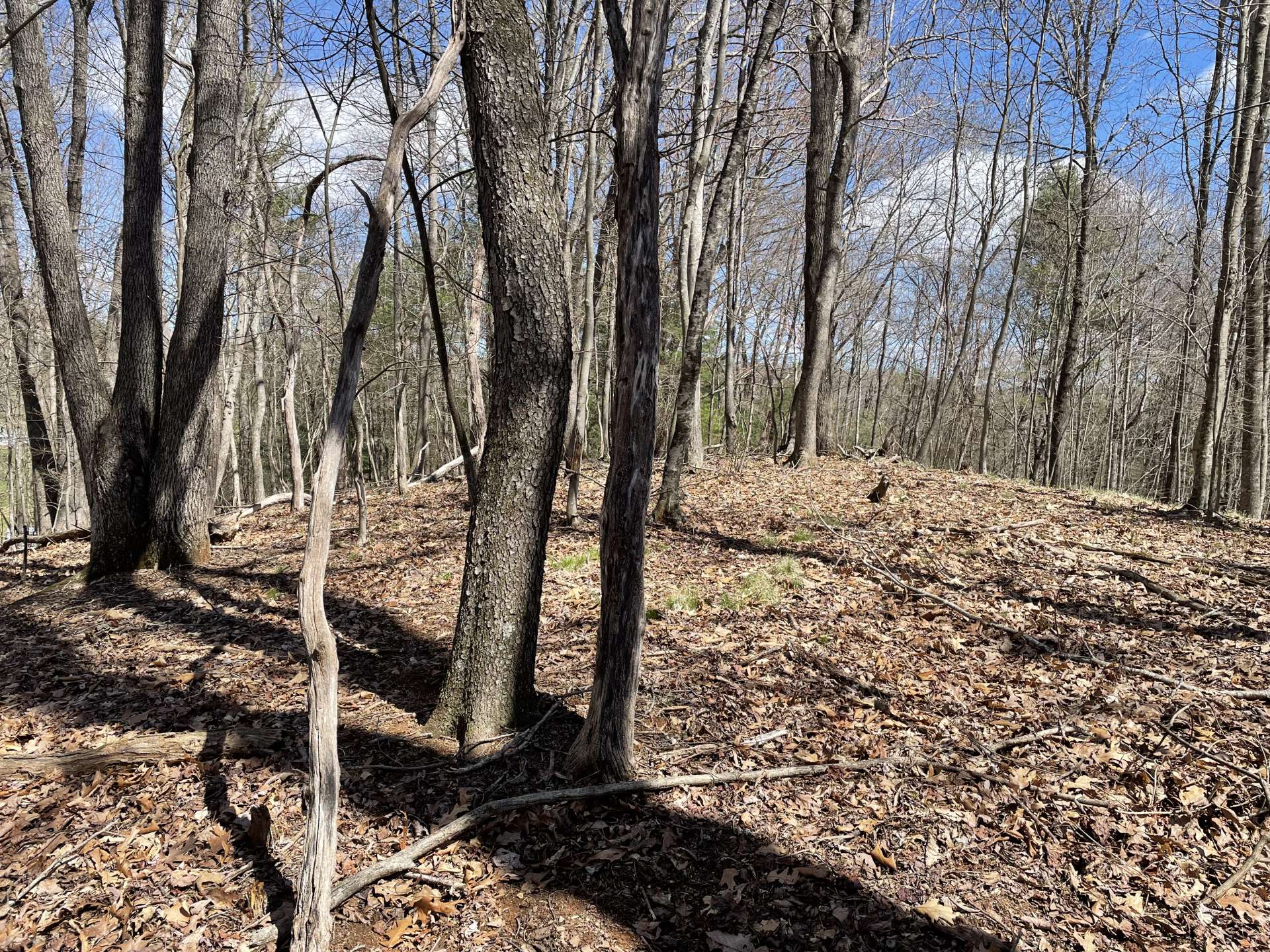 Forested with mix of hardwoods and pines.