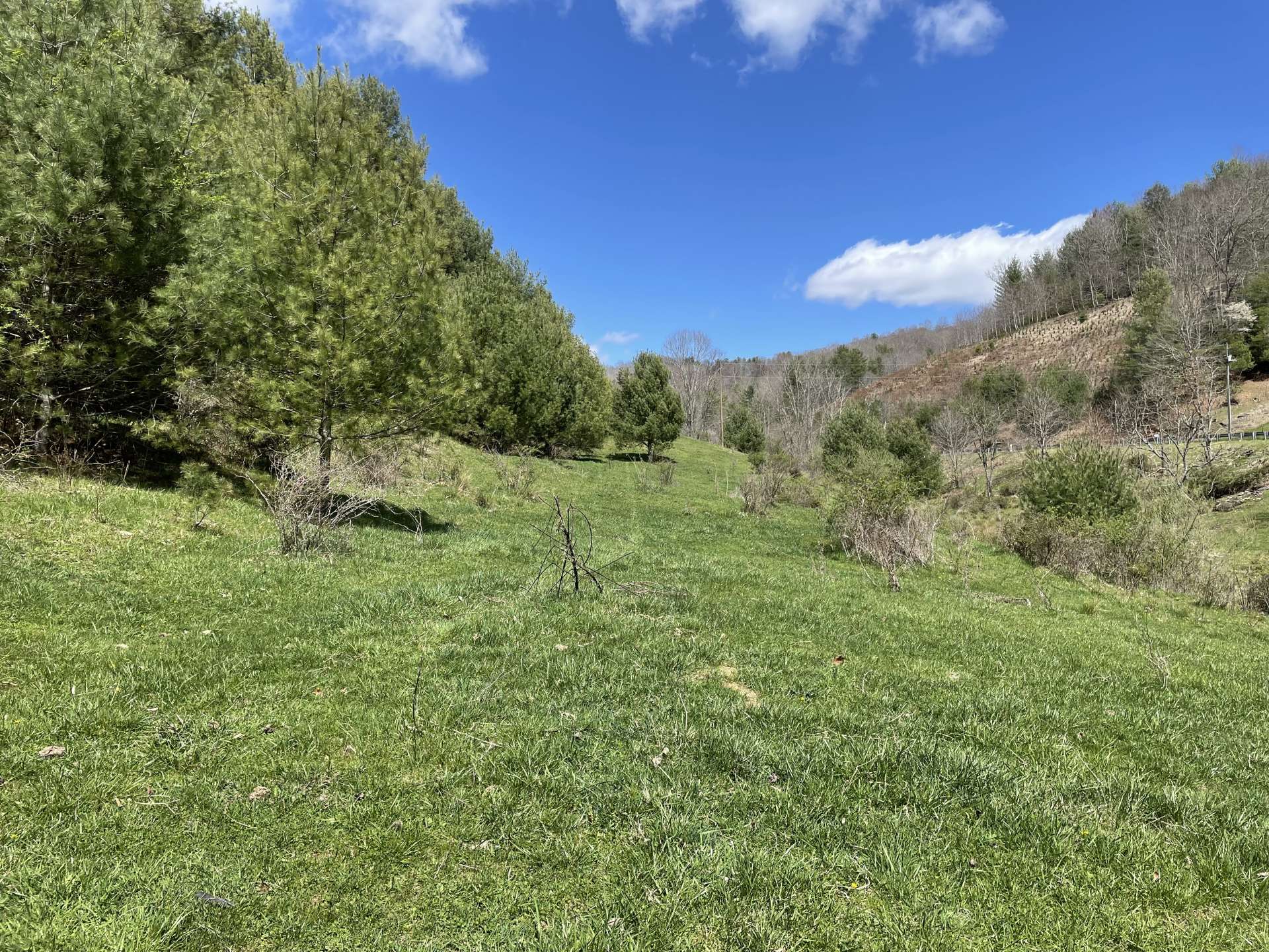 Pasture area at road.