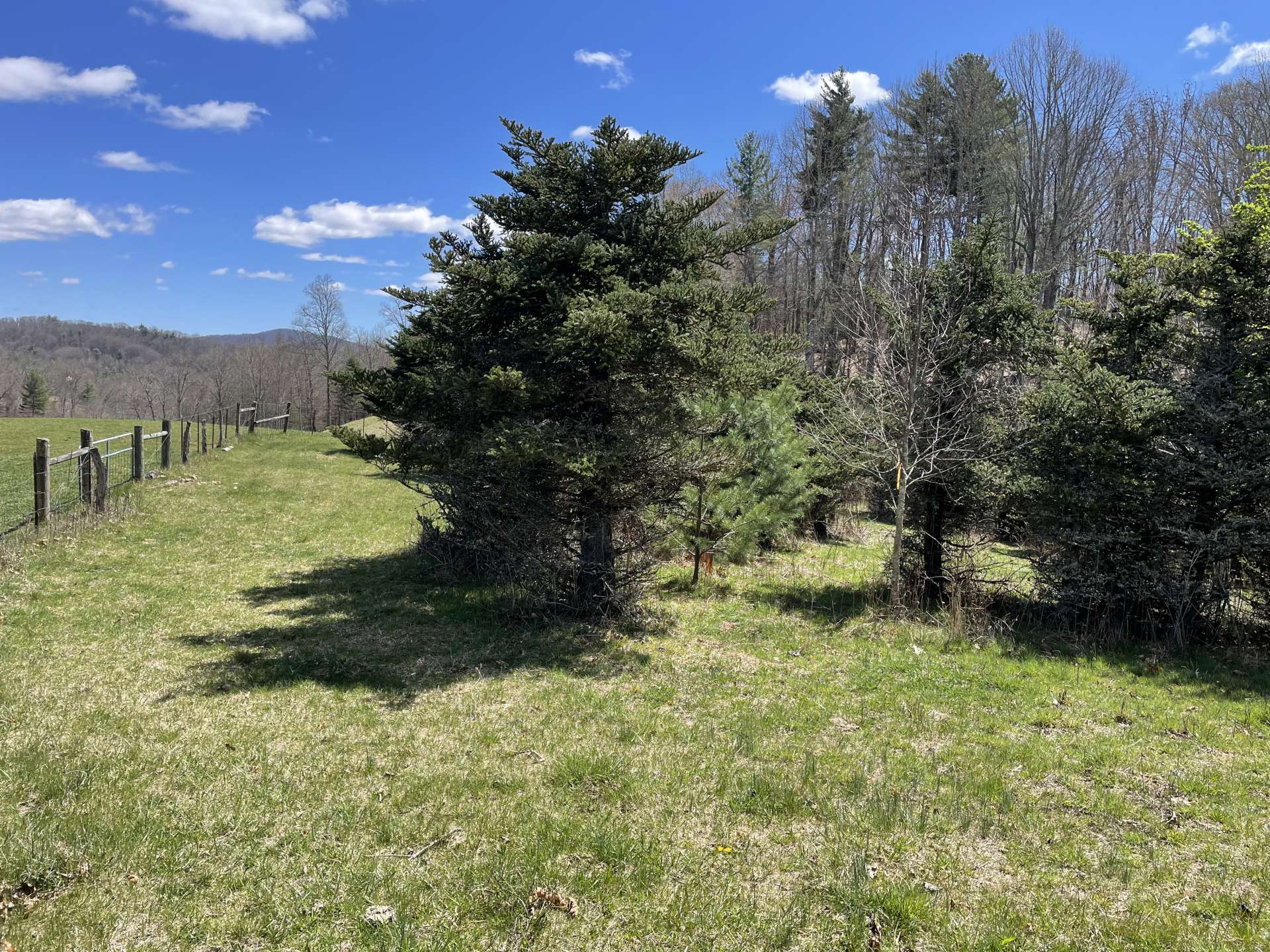 Mature Christmas Trees on property.